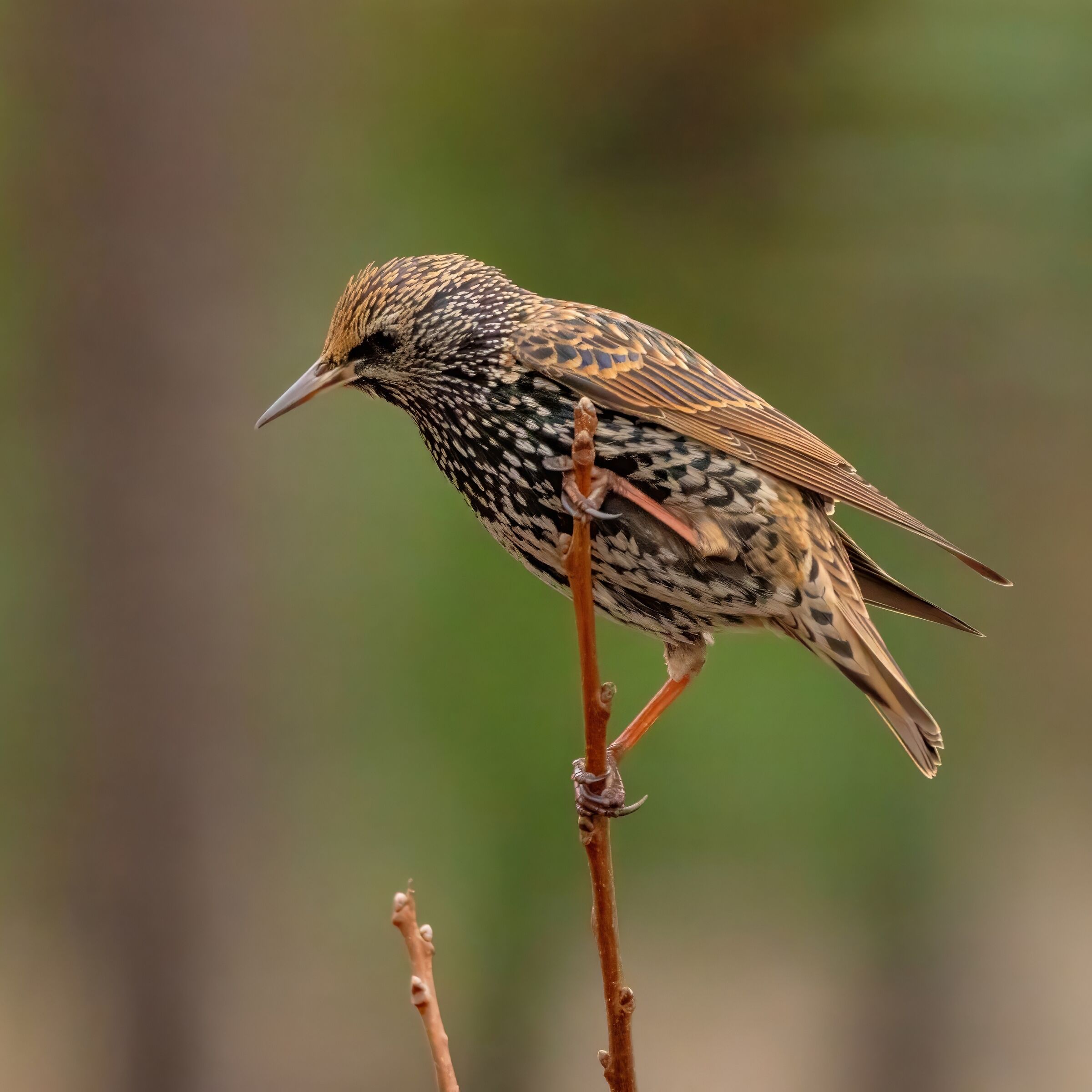 Common starling (Sturnus vulgaris)