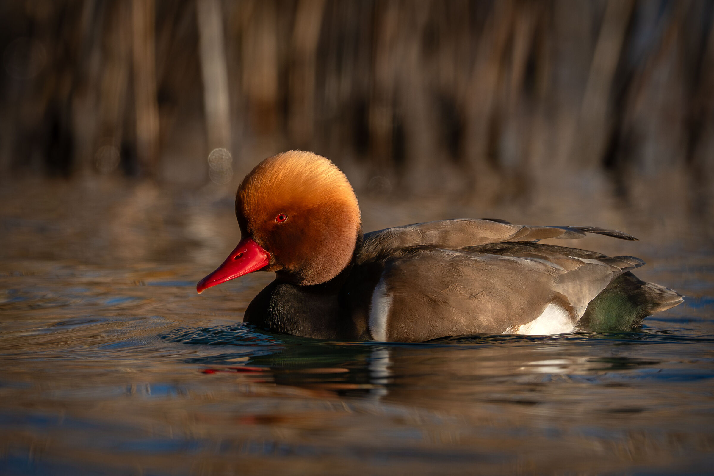 The Turk: the most vain duck on the lake