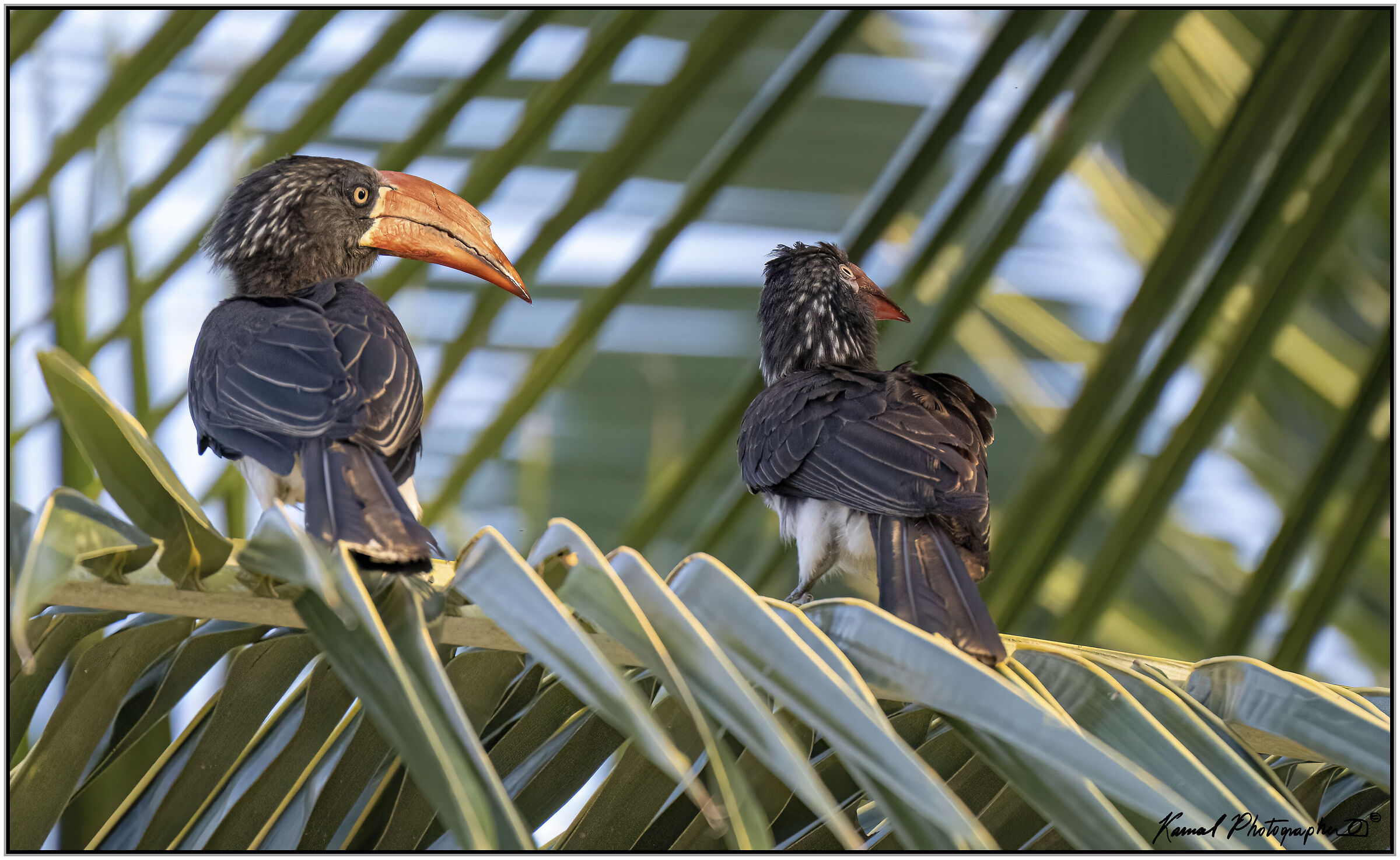 Crowned Hornbill (Lophoceros alboterminatus)