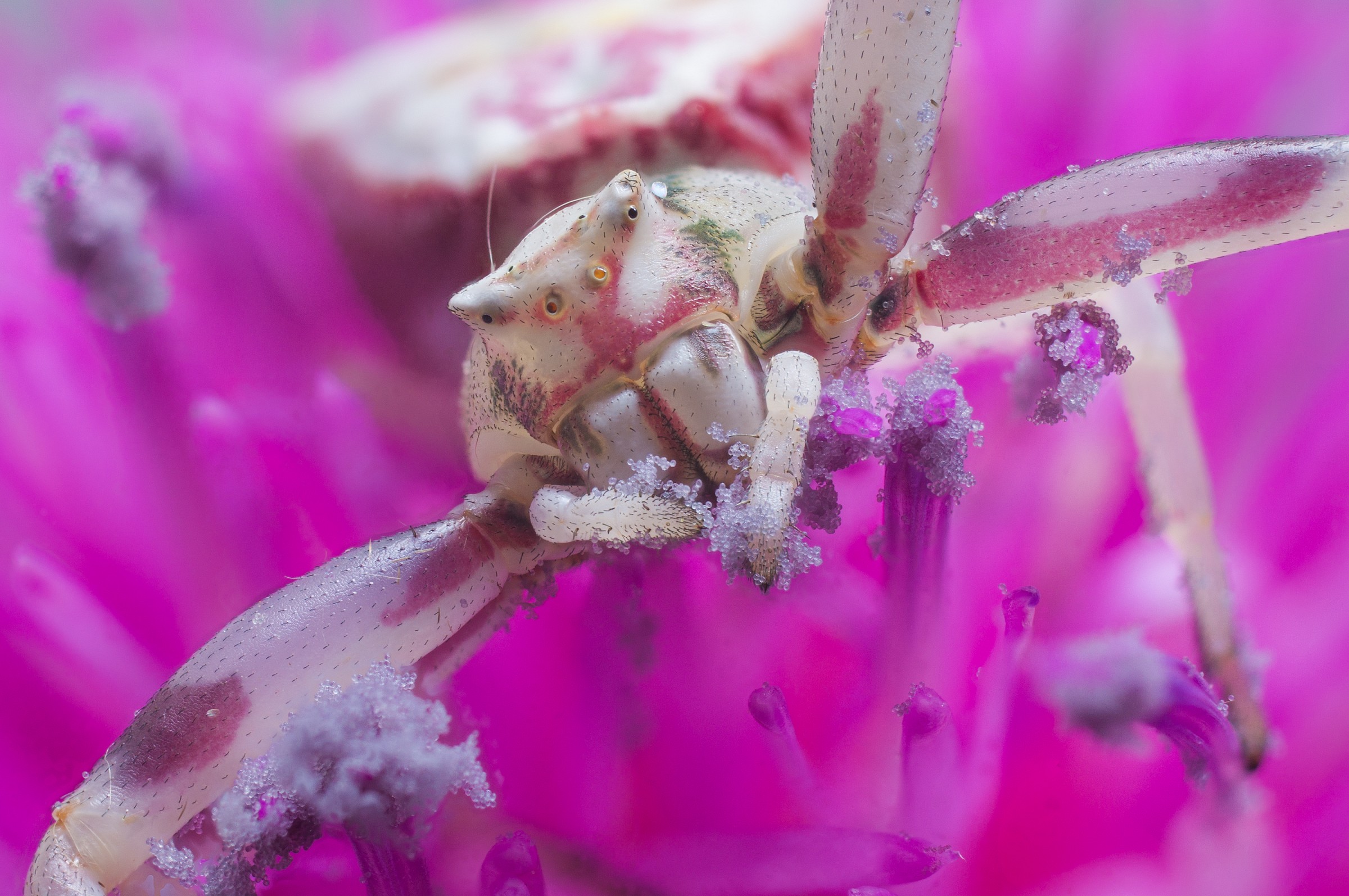 Ultraviolet 01 (Thomisus onustus)