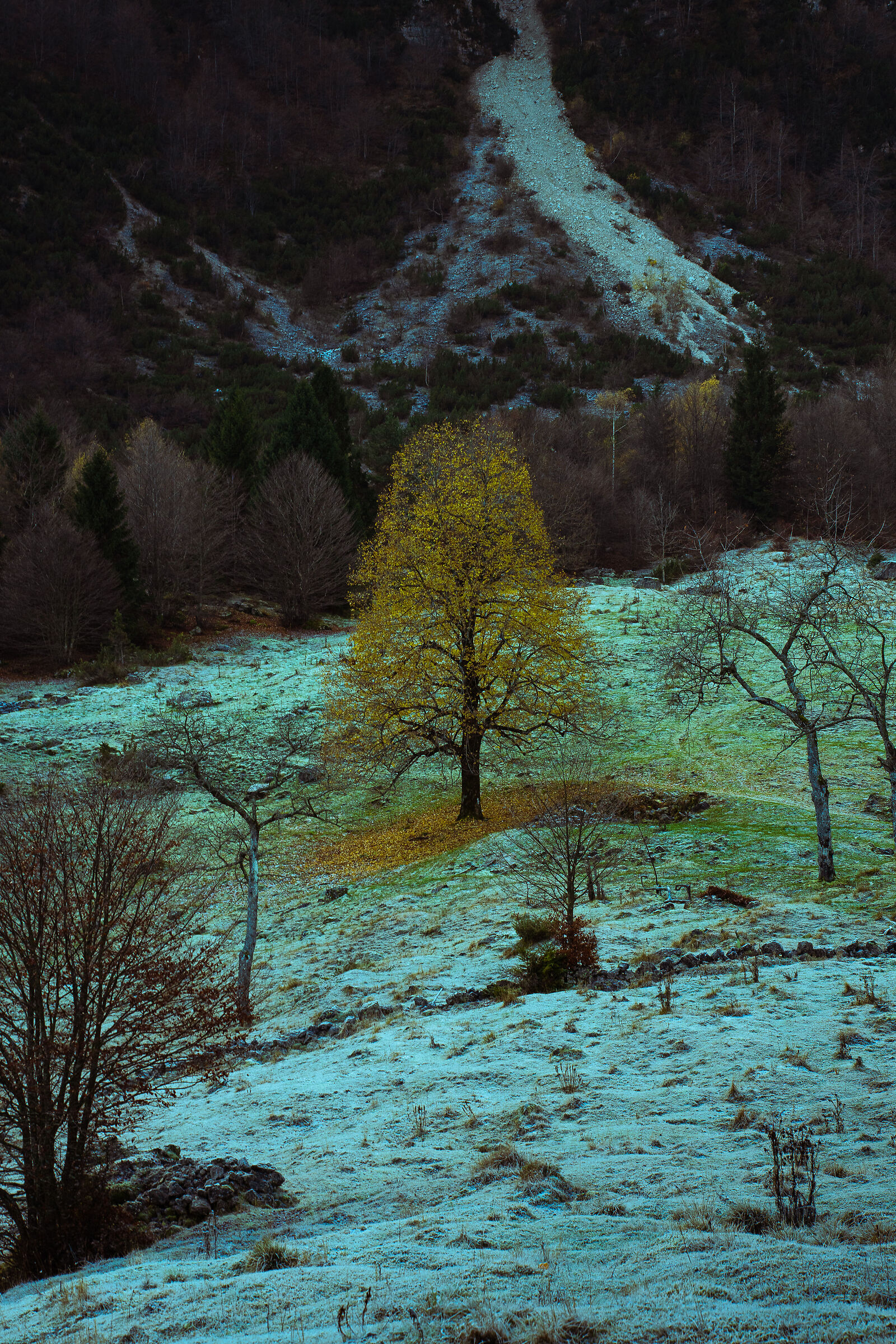 A flame that burns in the cold