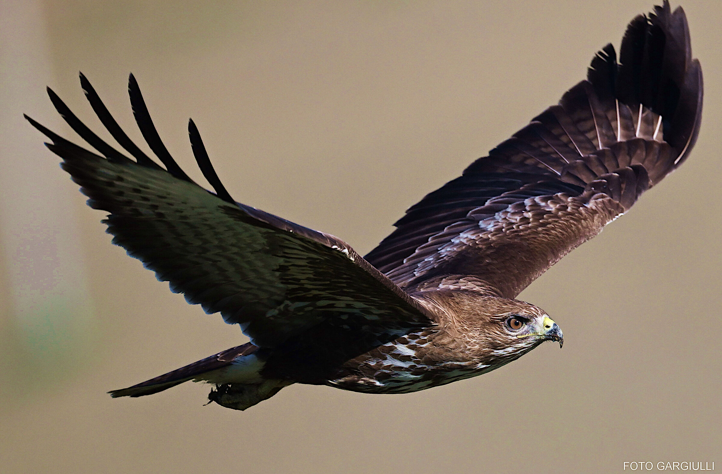 Buzzard in flight