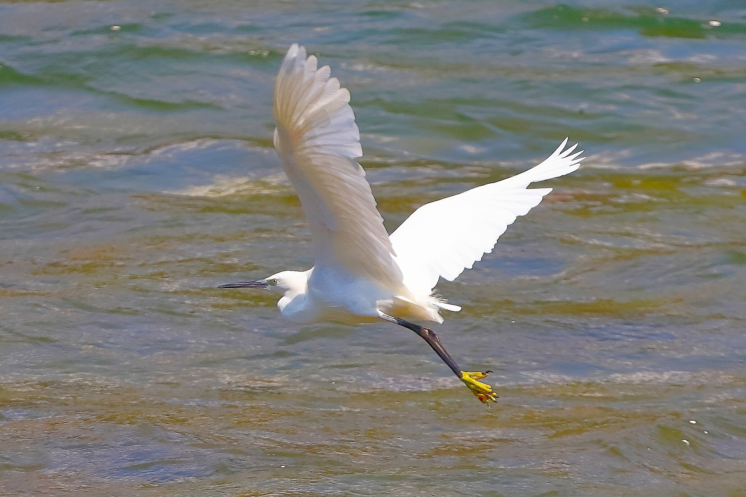 Garzetta 07 agosto 2025 - 0030