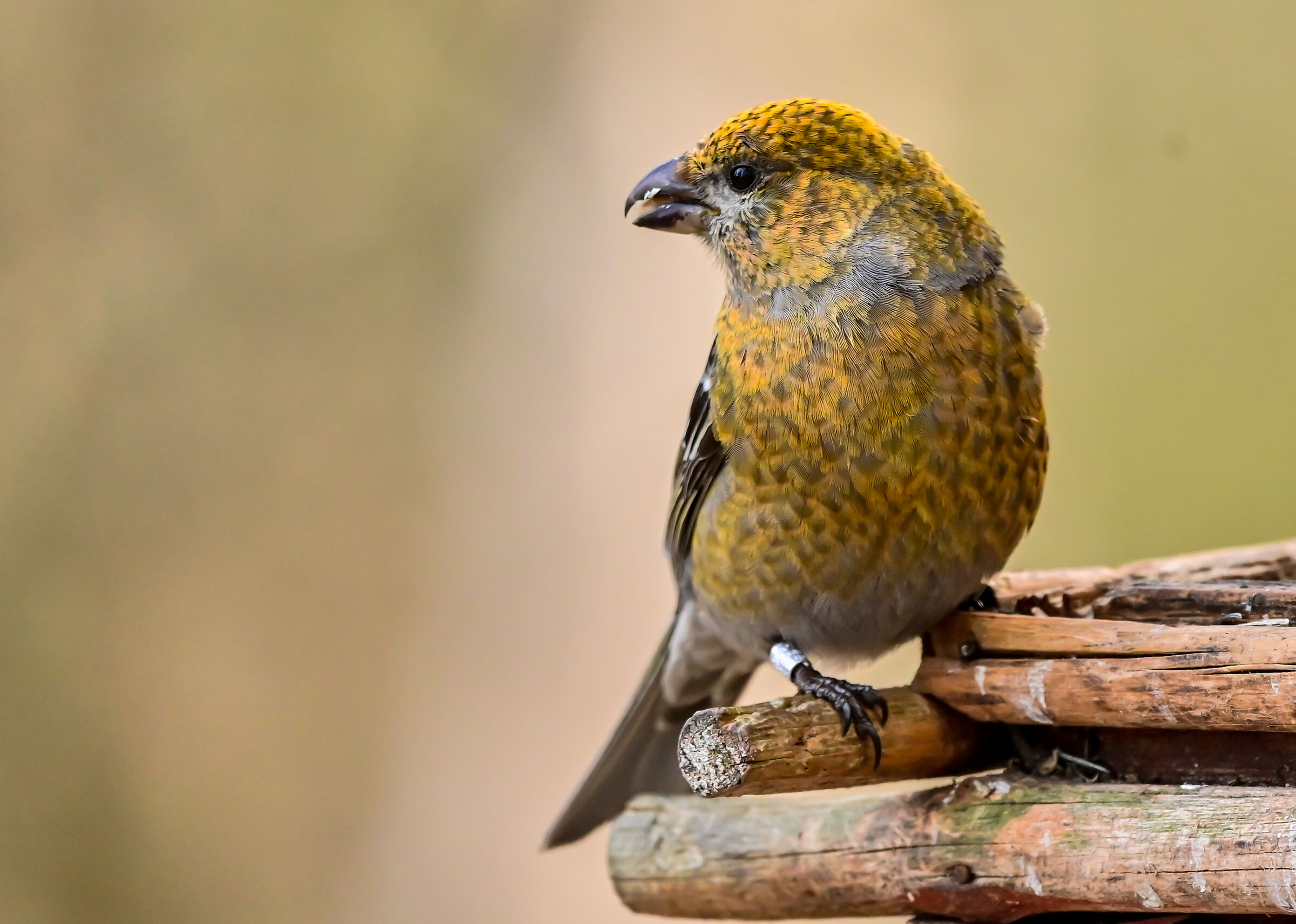 La ciuffolotta delle pinete