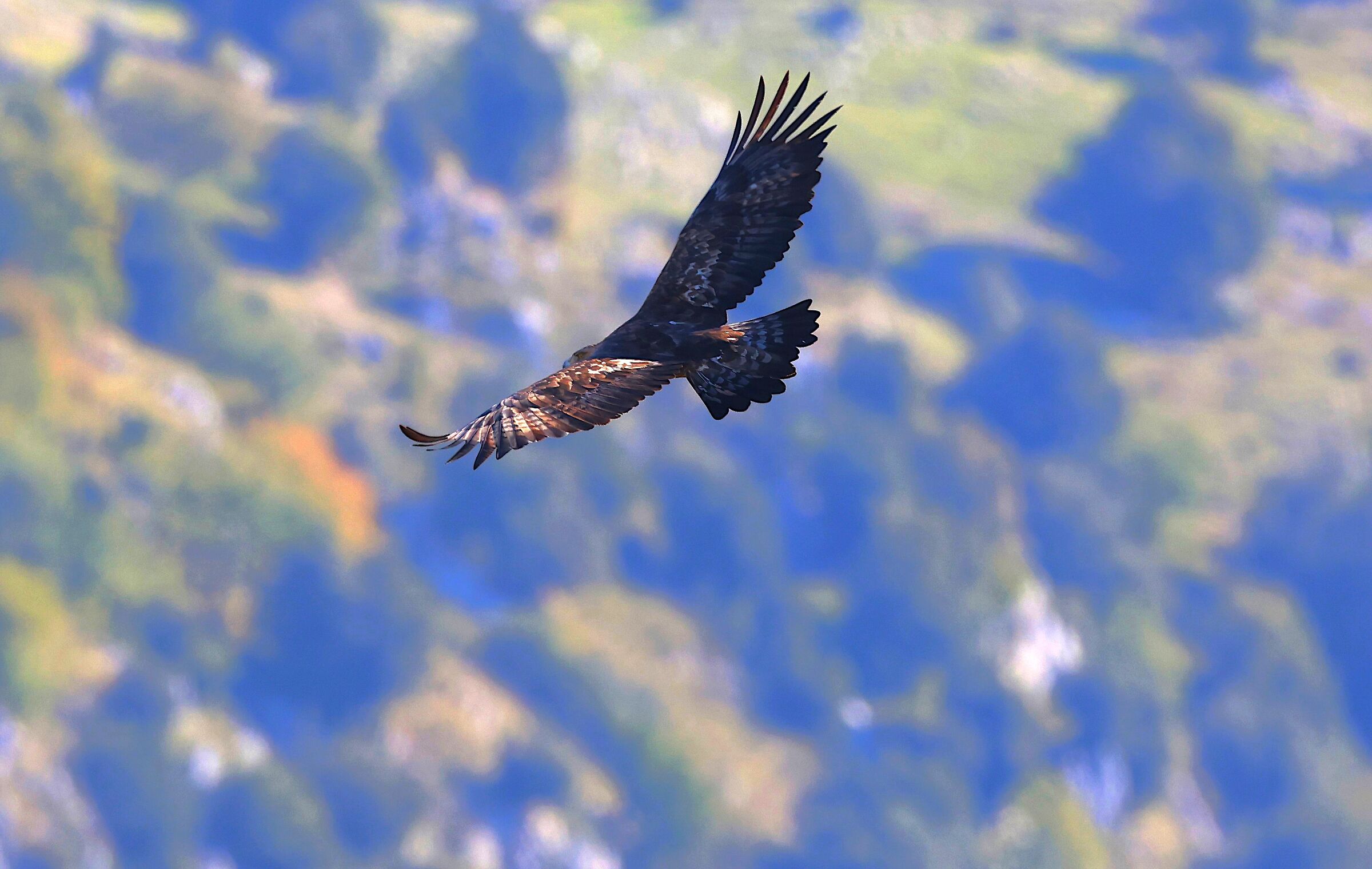 Golden Eagle on the Melfa Gorges
