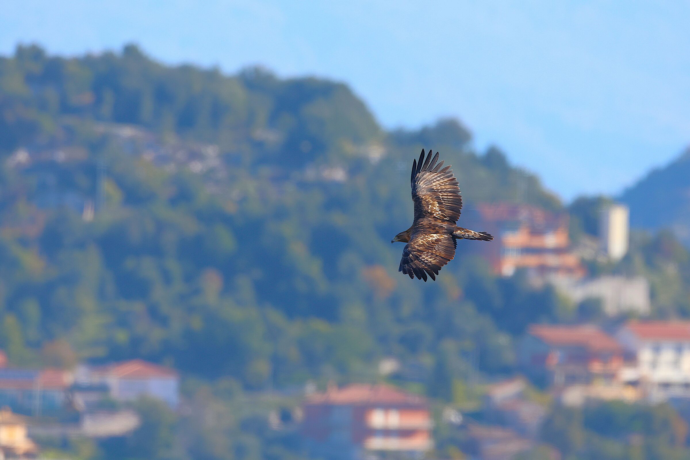 Golden Eagle on the Melfa Gorges