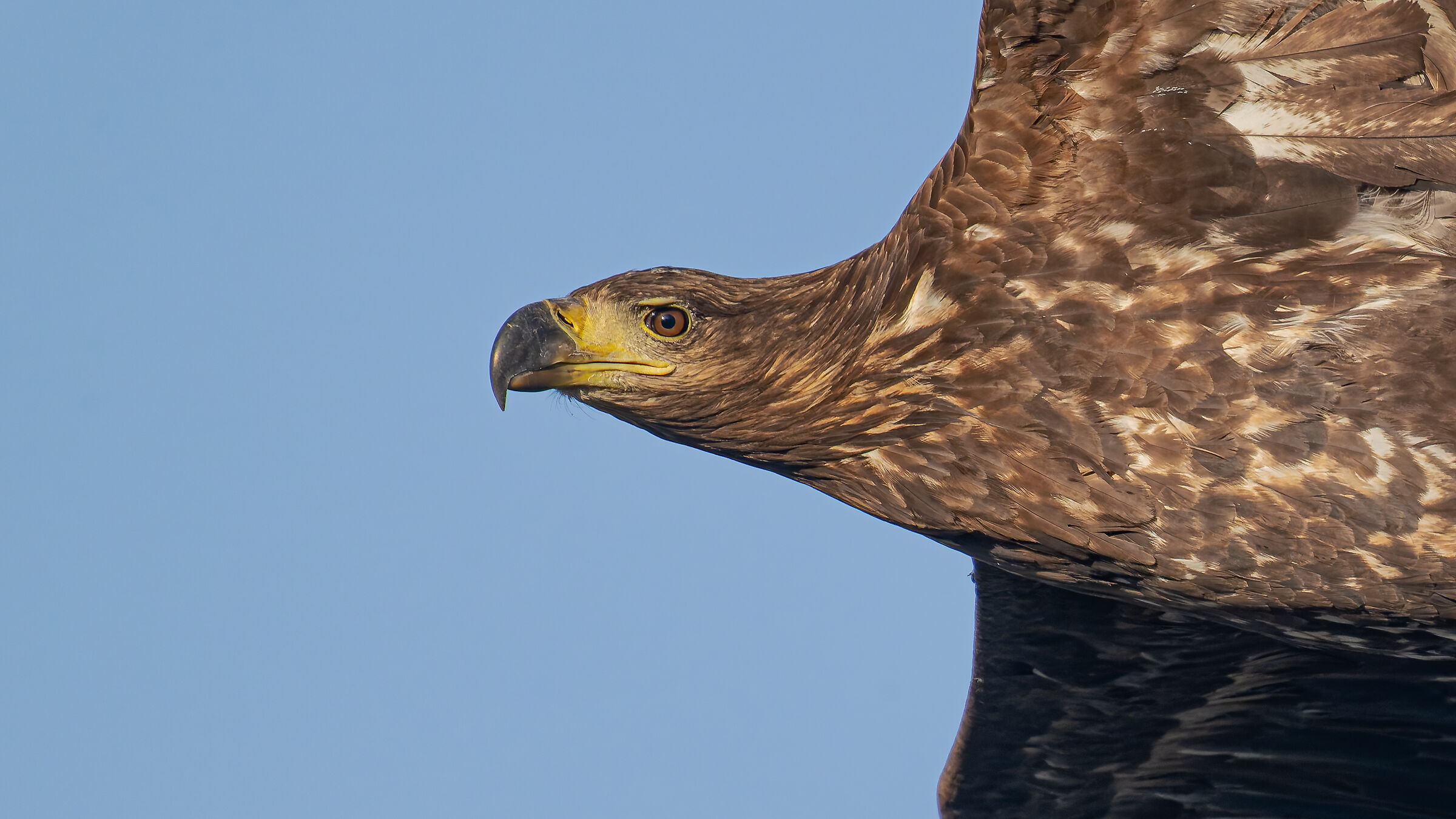 white tailed eagle - juv