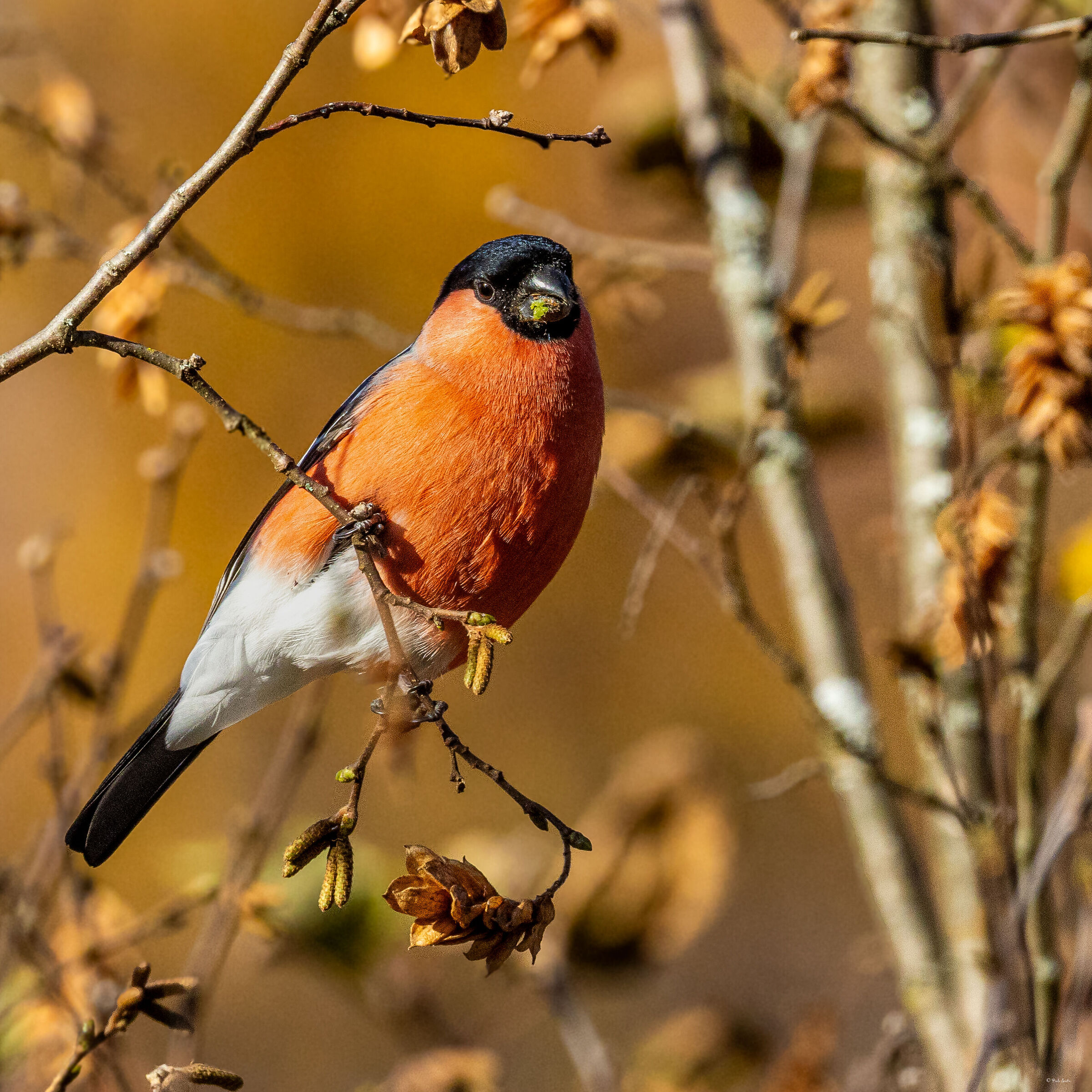 Common Bullfinch