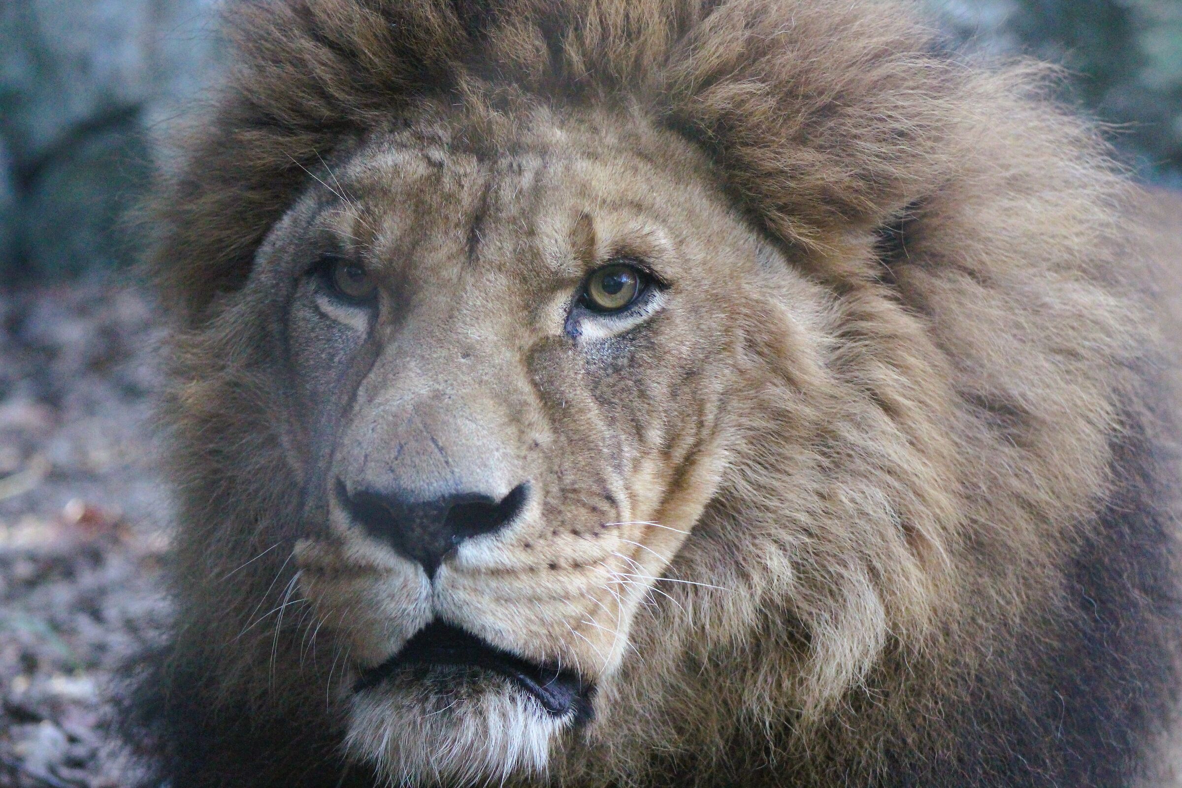 Leo