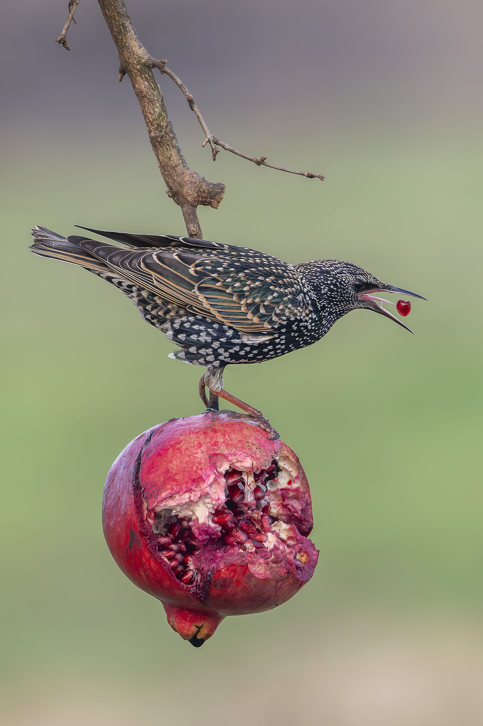Starling