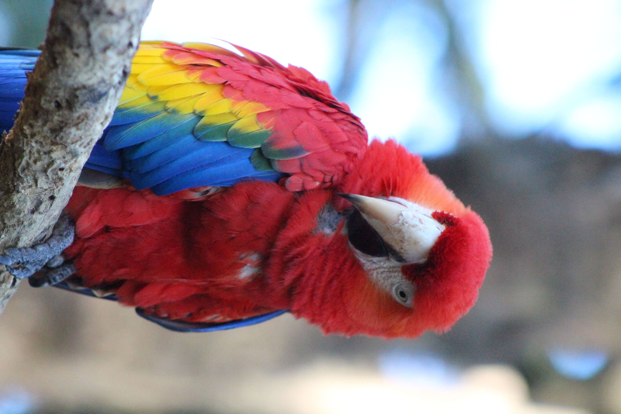 Scarlet Macaw