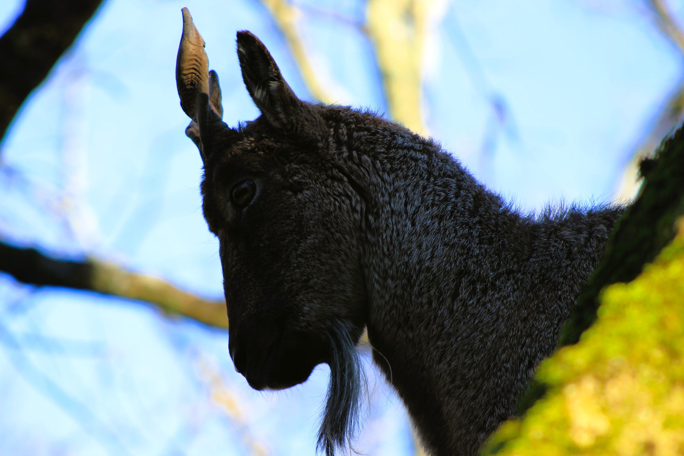 Markhor of Central Asia
