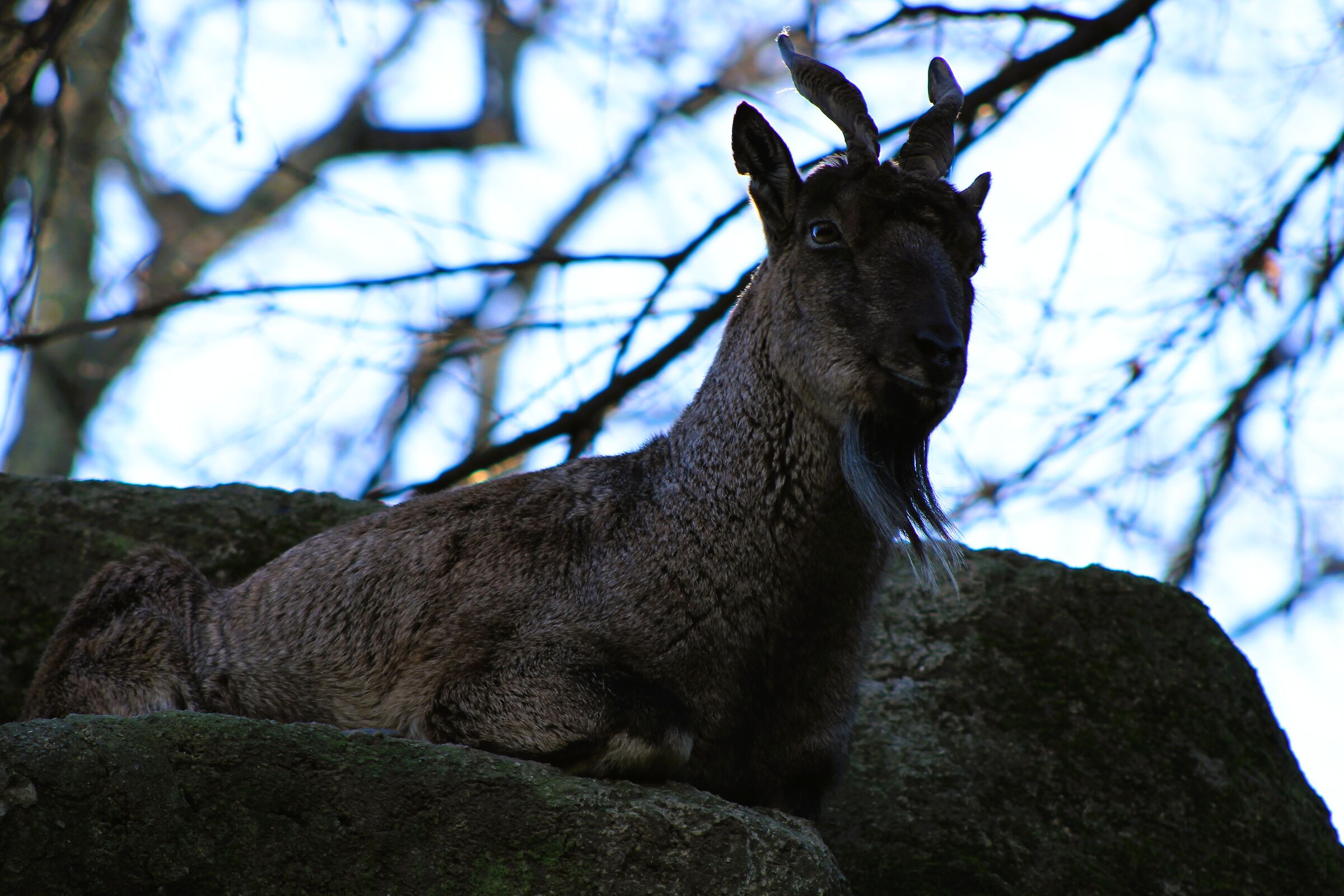 Markhor of Central Asia