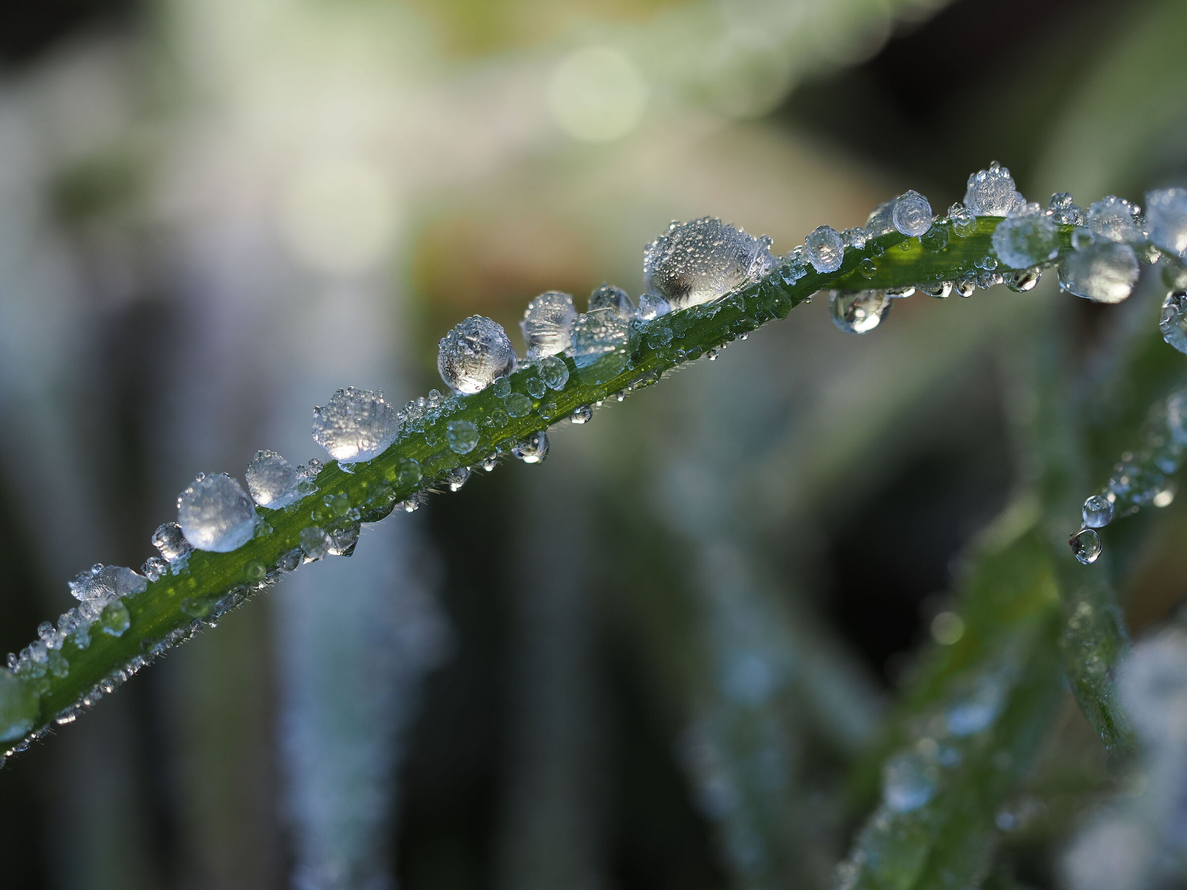 ... dopo una fredda notte di dicembre