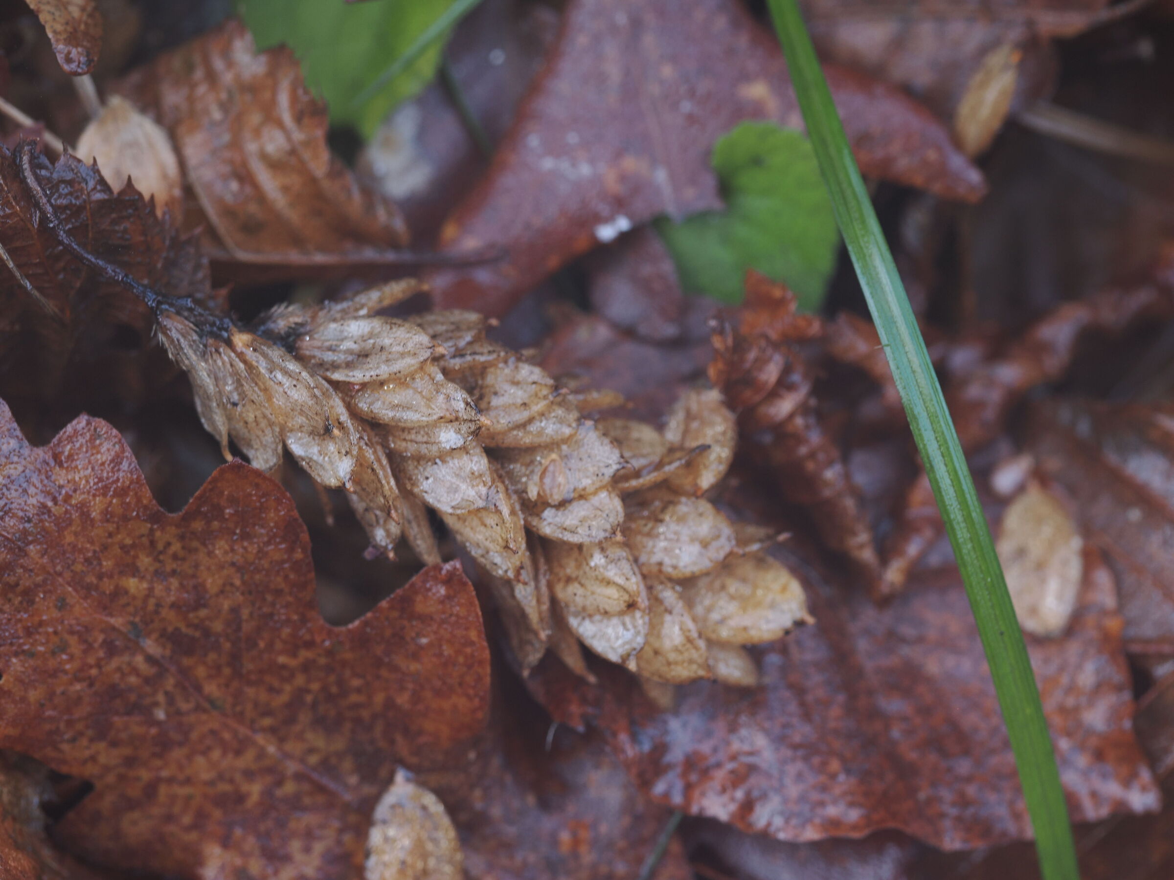 Details of the undergrowth