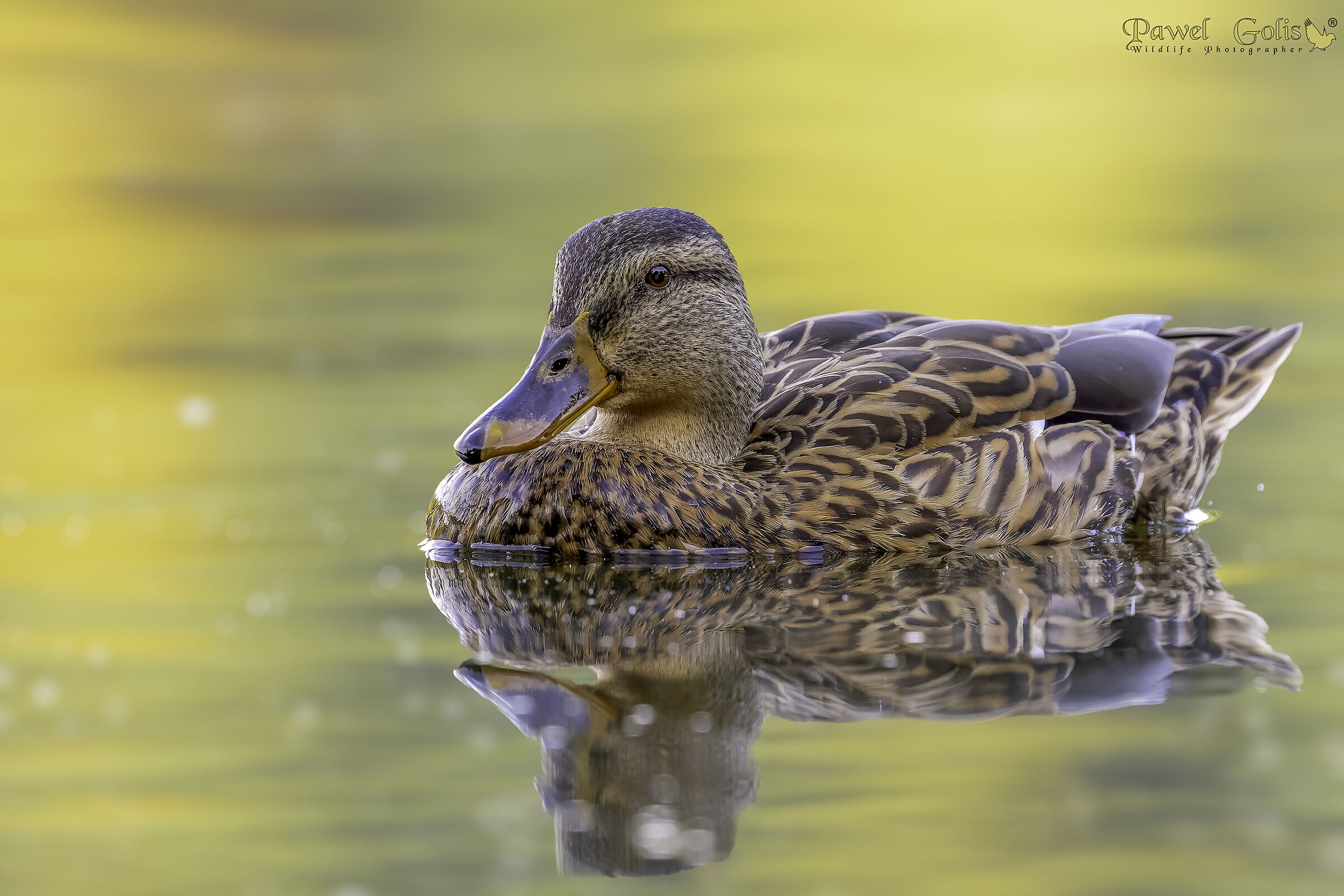 Anas (Anas platyrhynchos)