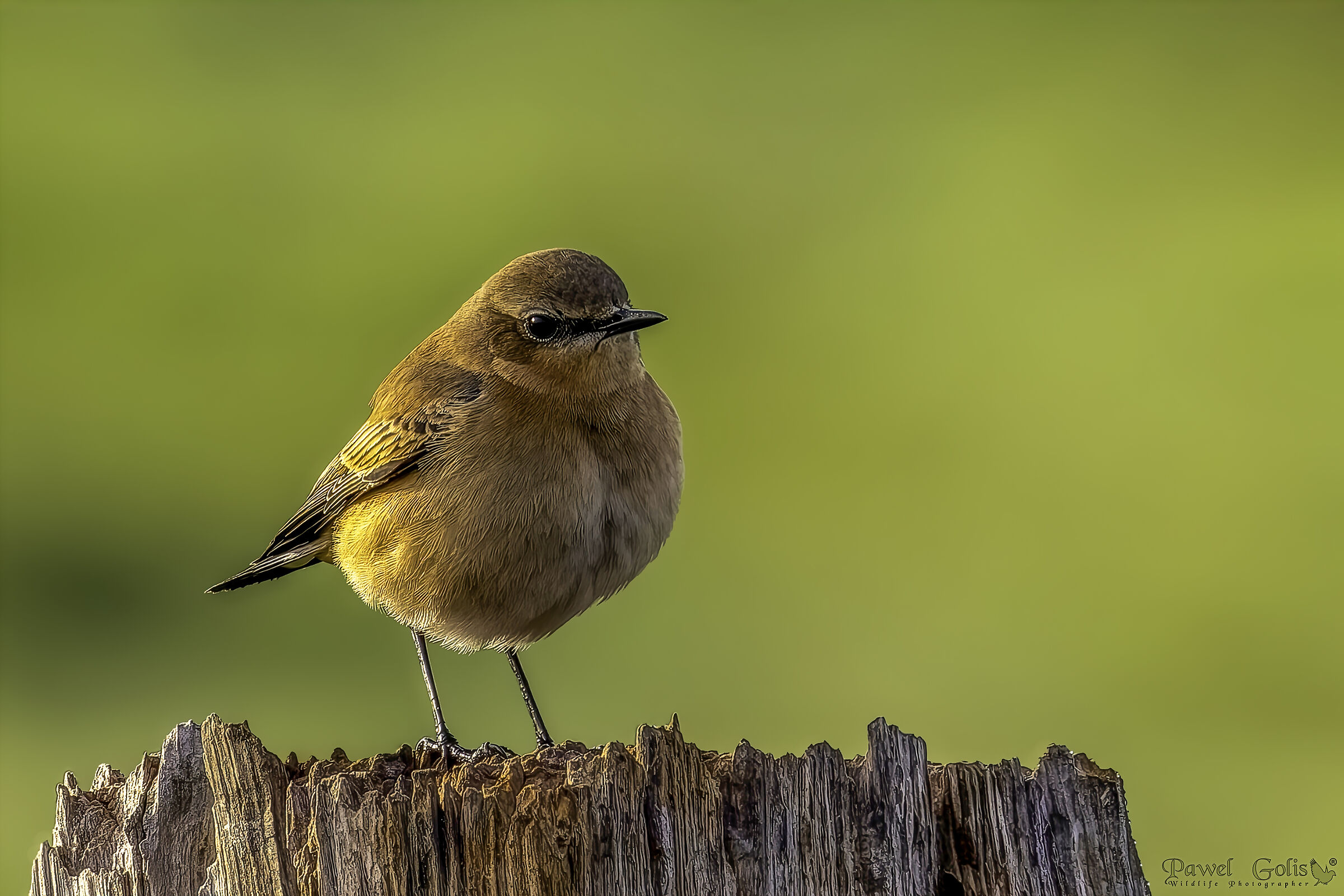 Northern wheatear (Oenanthe oenanthe)