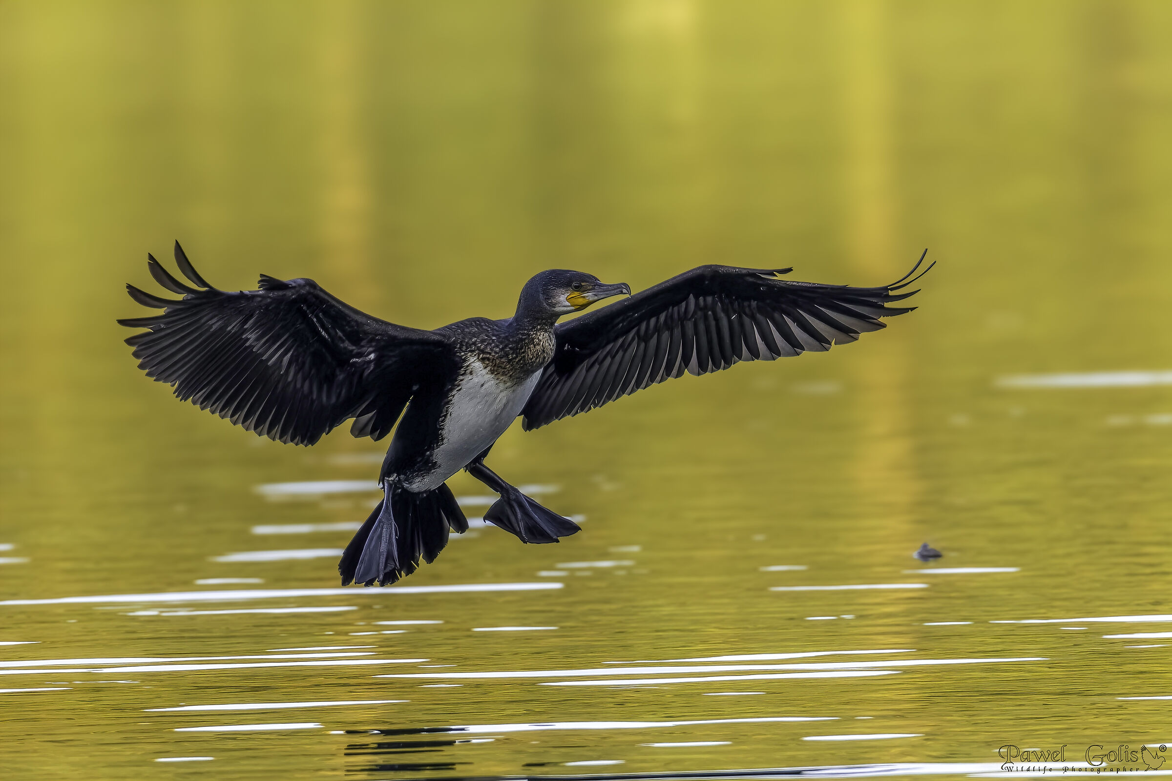 Grande cormorano (Phalacrocorax carbo)