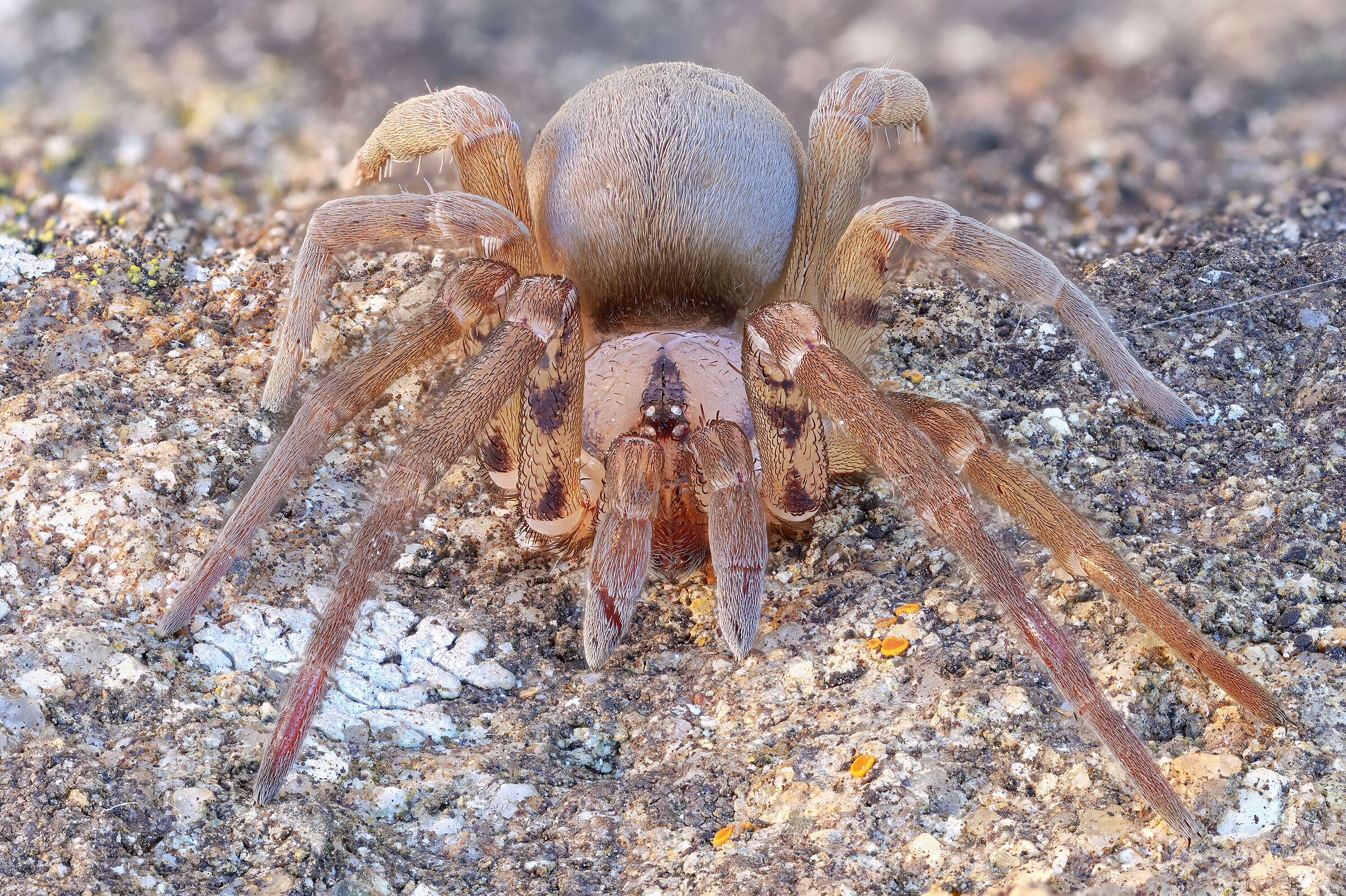 Filistata insidiatrix