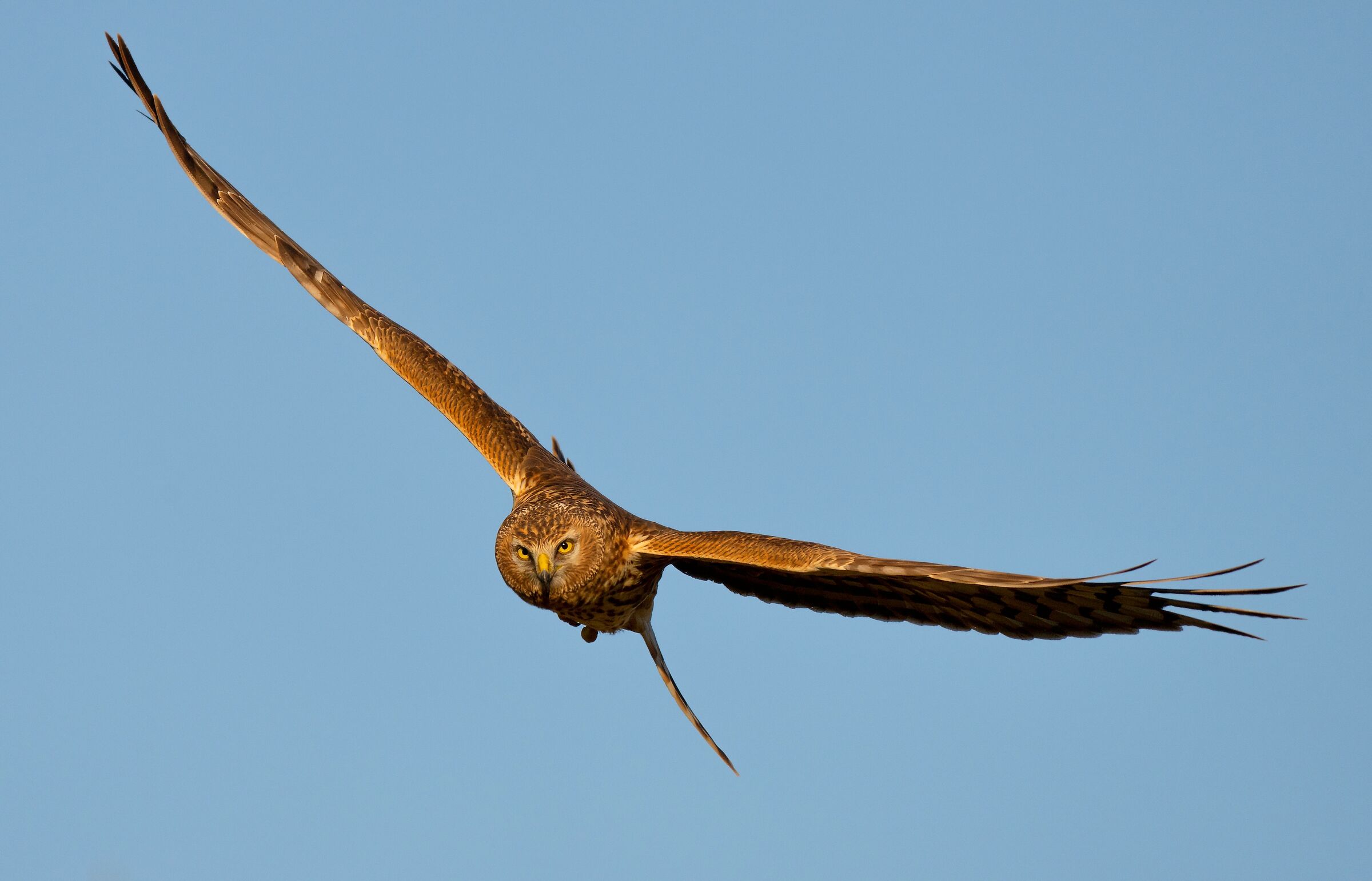 Hen Harrier (Circus cyaneus) female