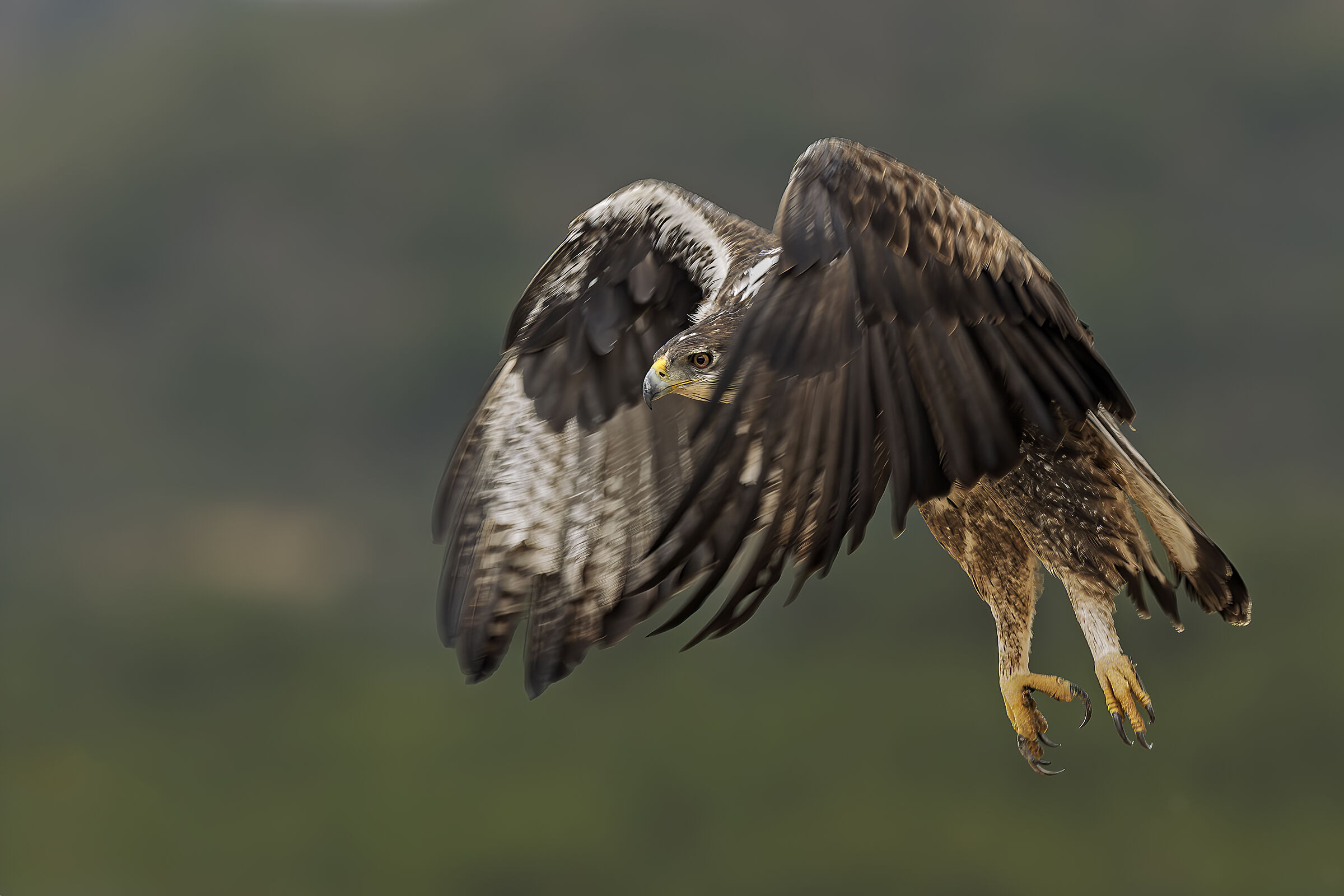 Aquila fasciata o di Bonelli