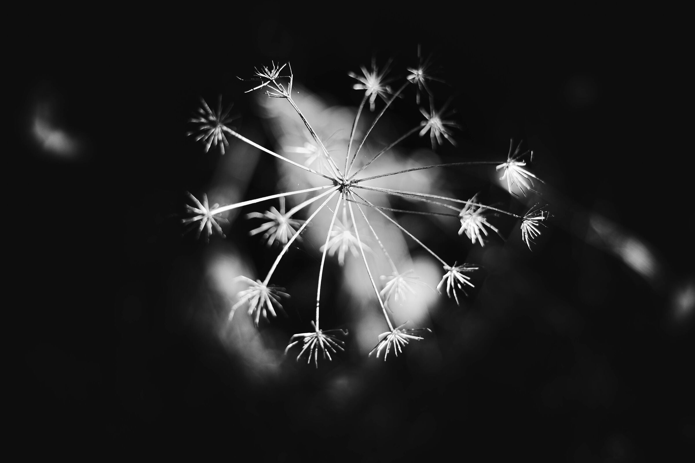 fireworks in the woods