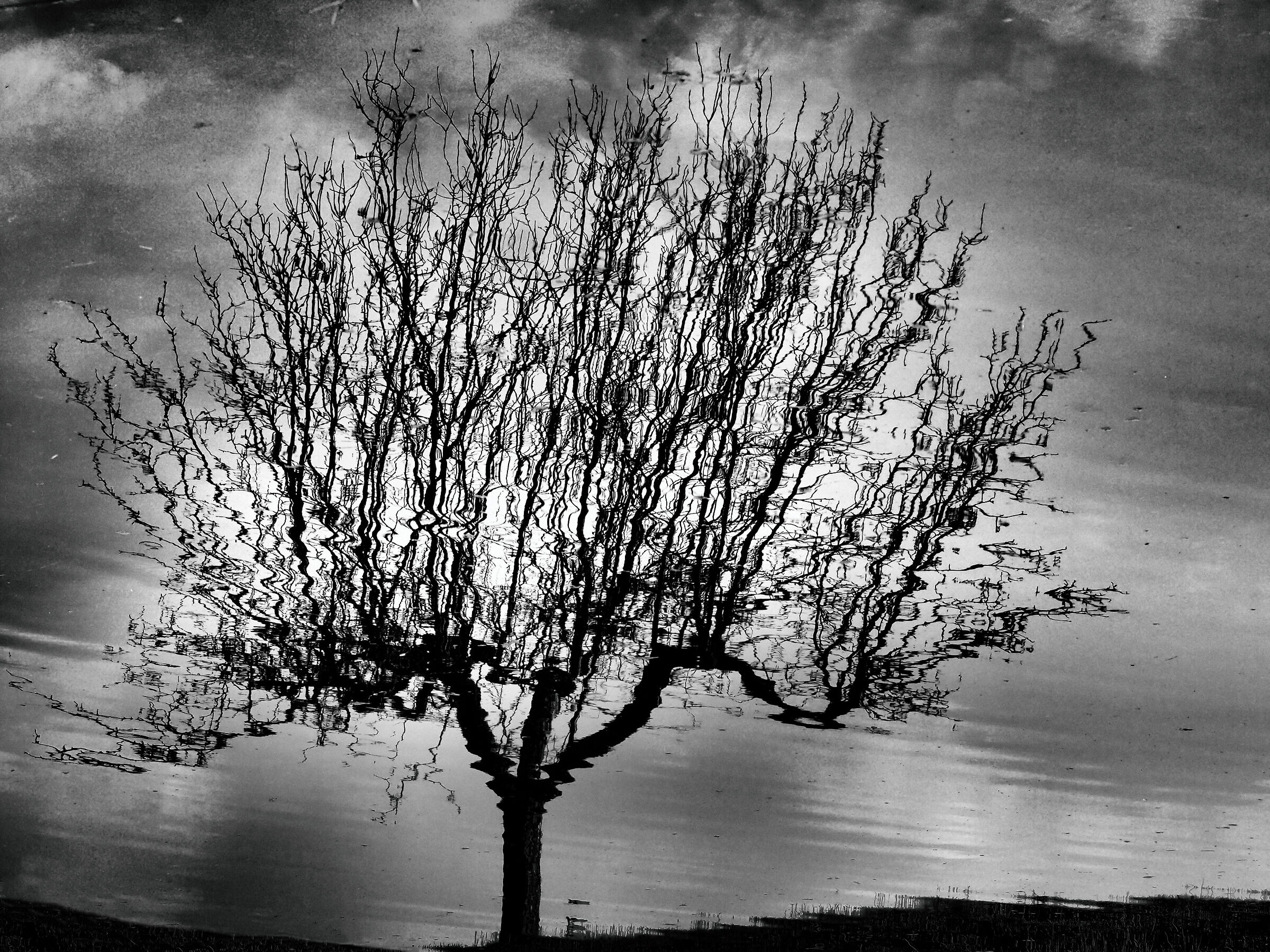 L'albero-riflesso