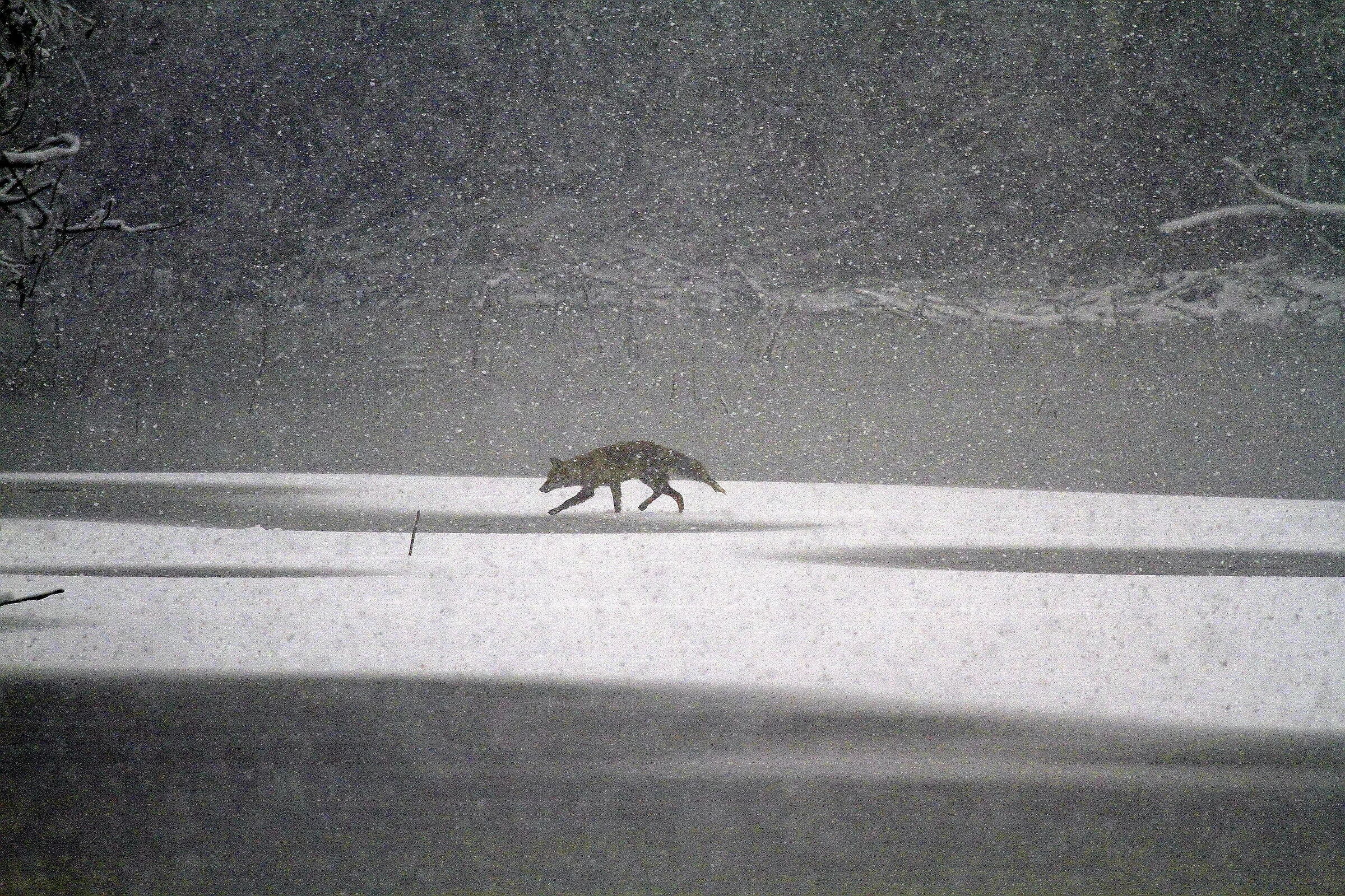 Fox on the snowy run