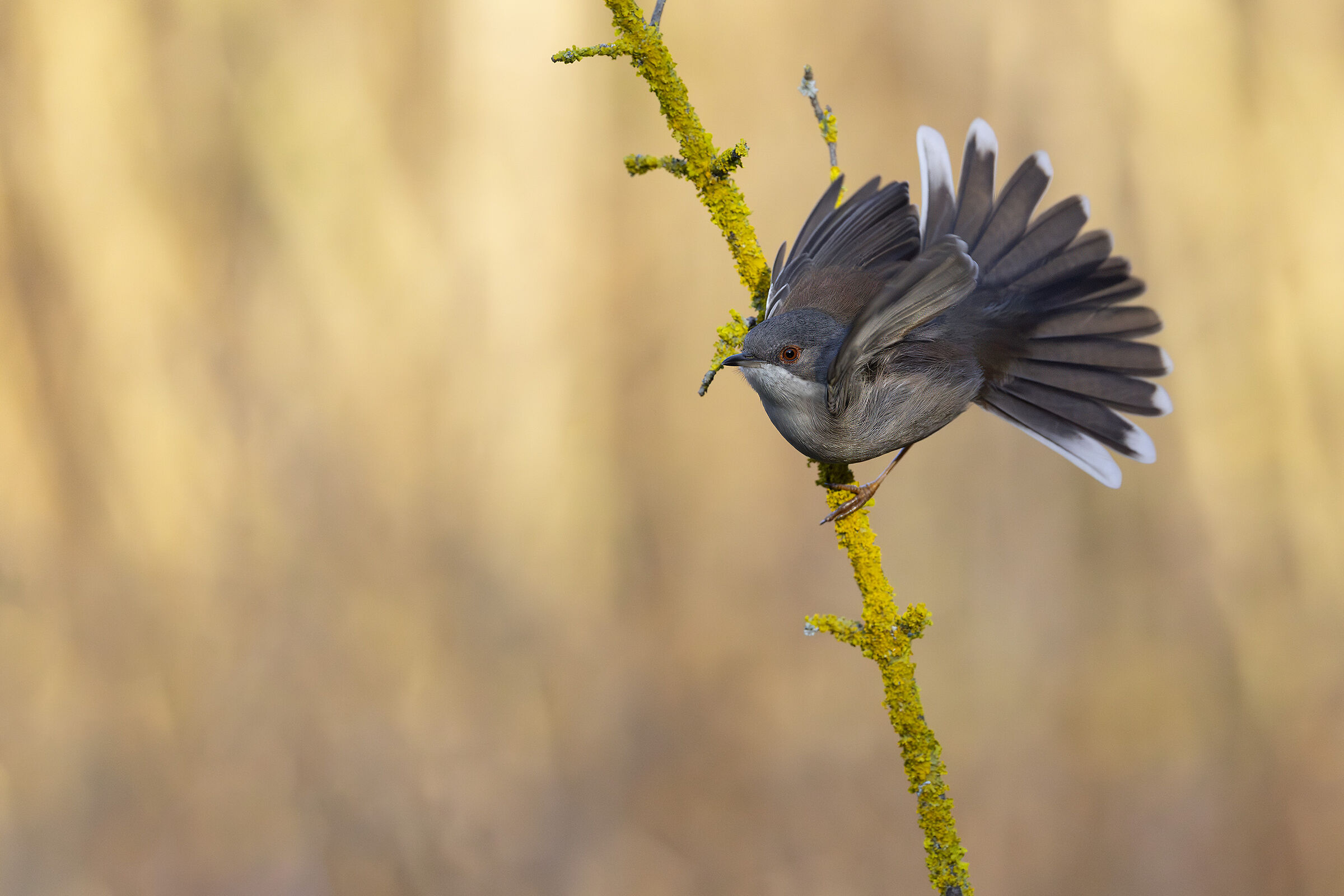 Scalloped Eye Female