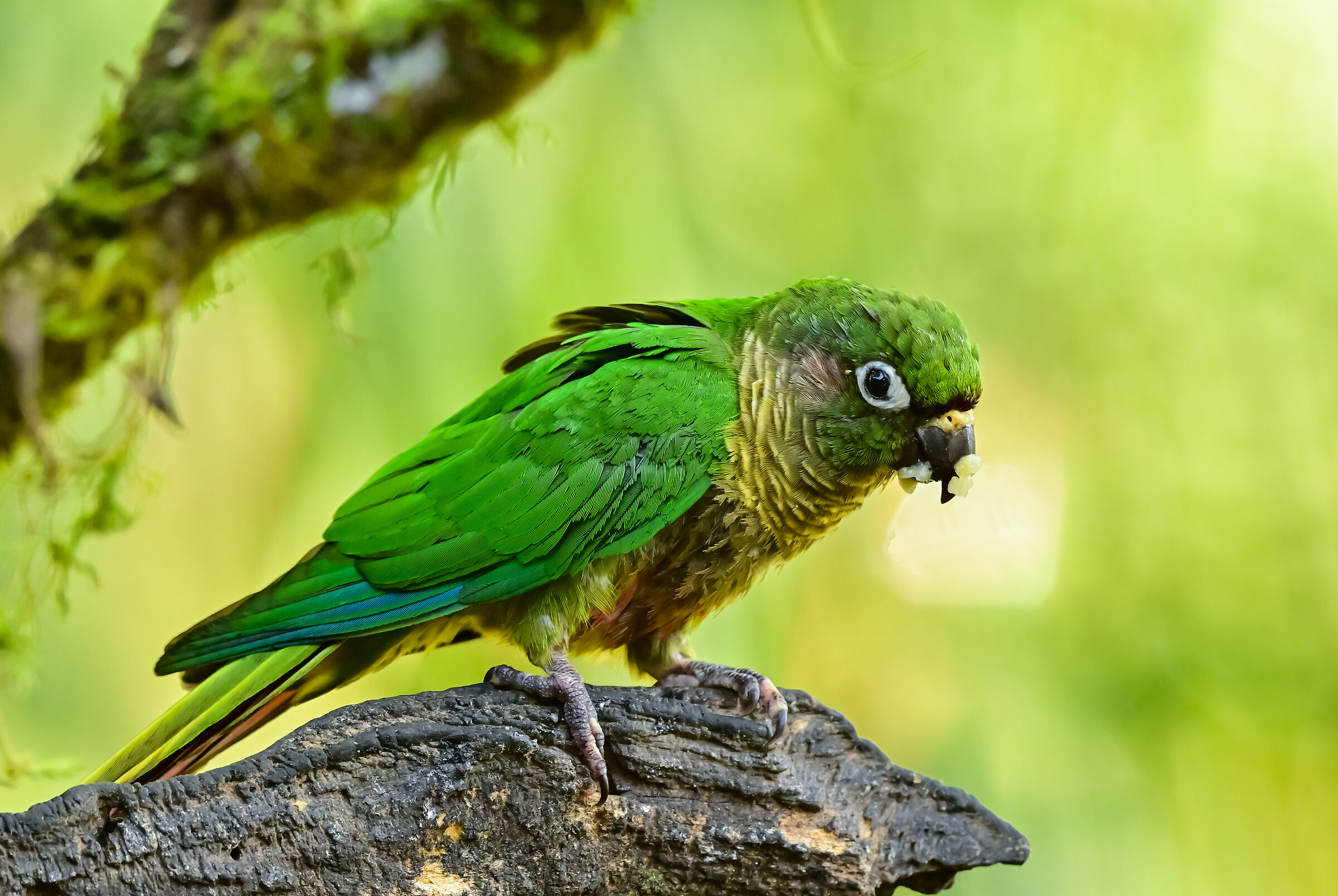 The brown-bellied parakeet