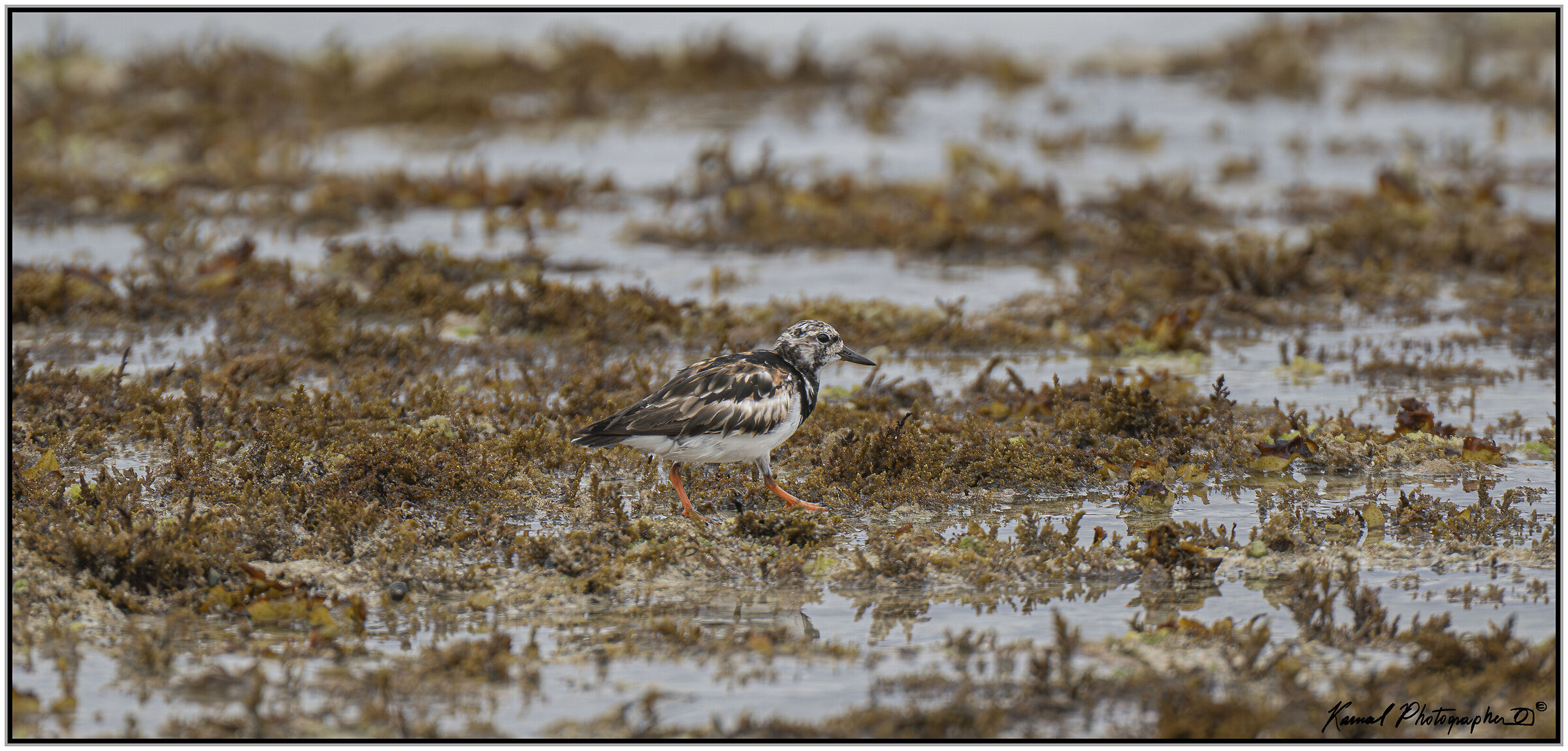 Turnstone (Arenaria interpres)