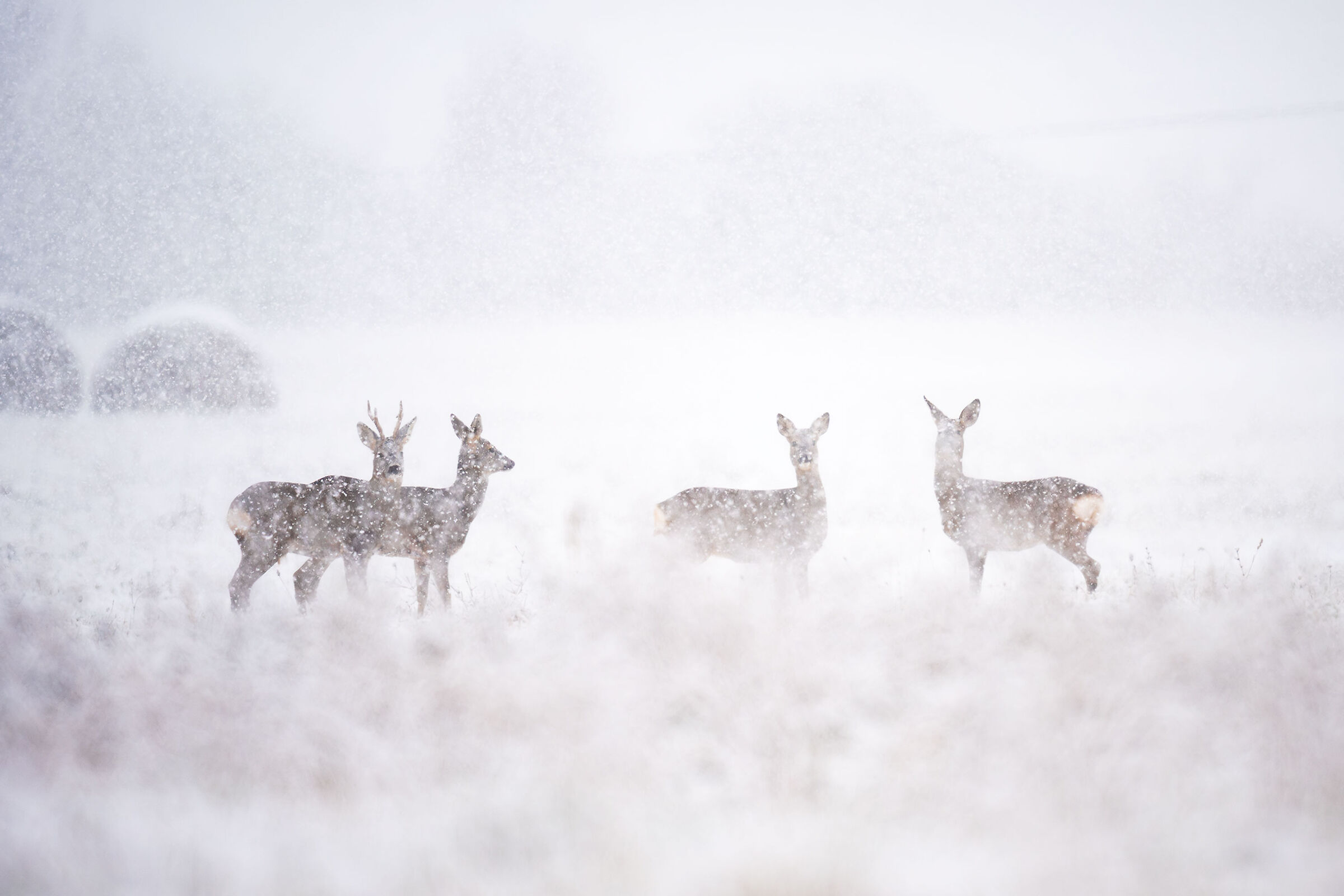 four nose fuses... under an intense snowfall