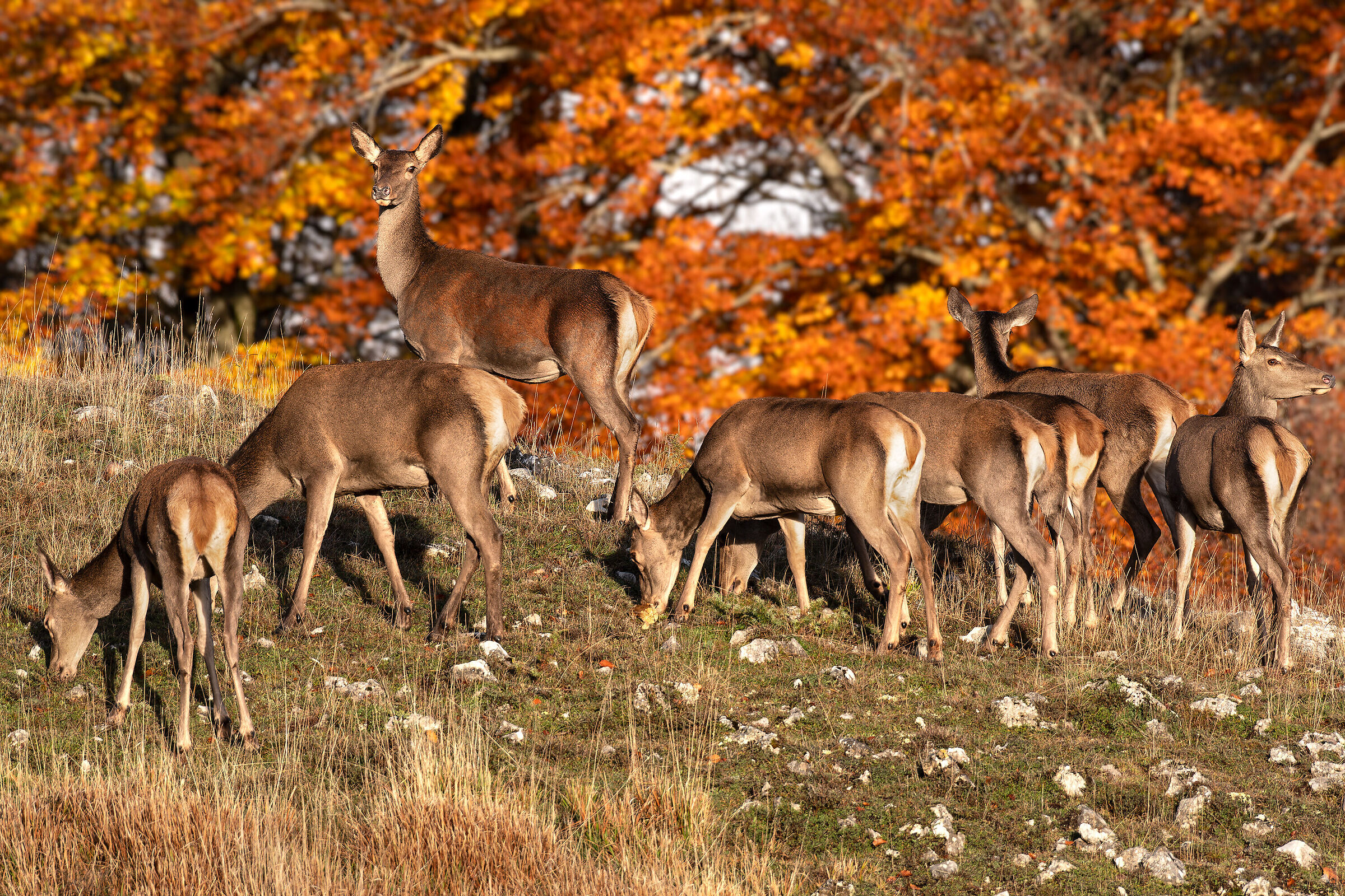 Deer