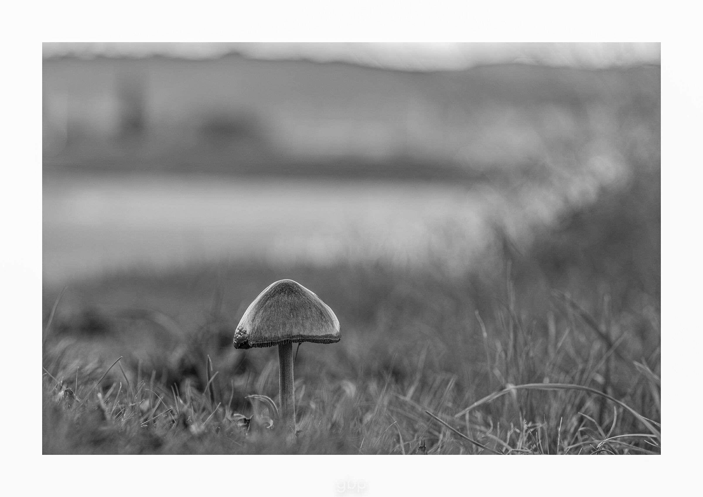 The Solitude of Mushrooms