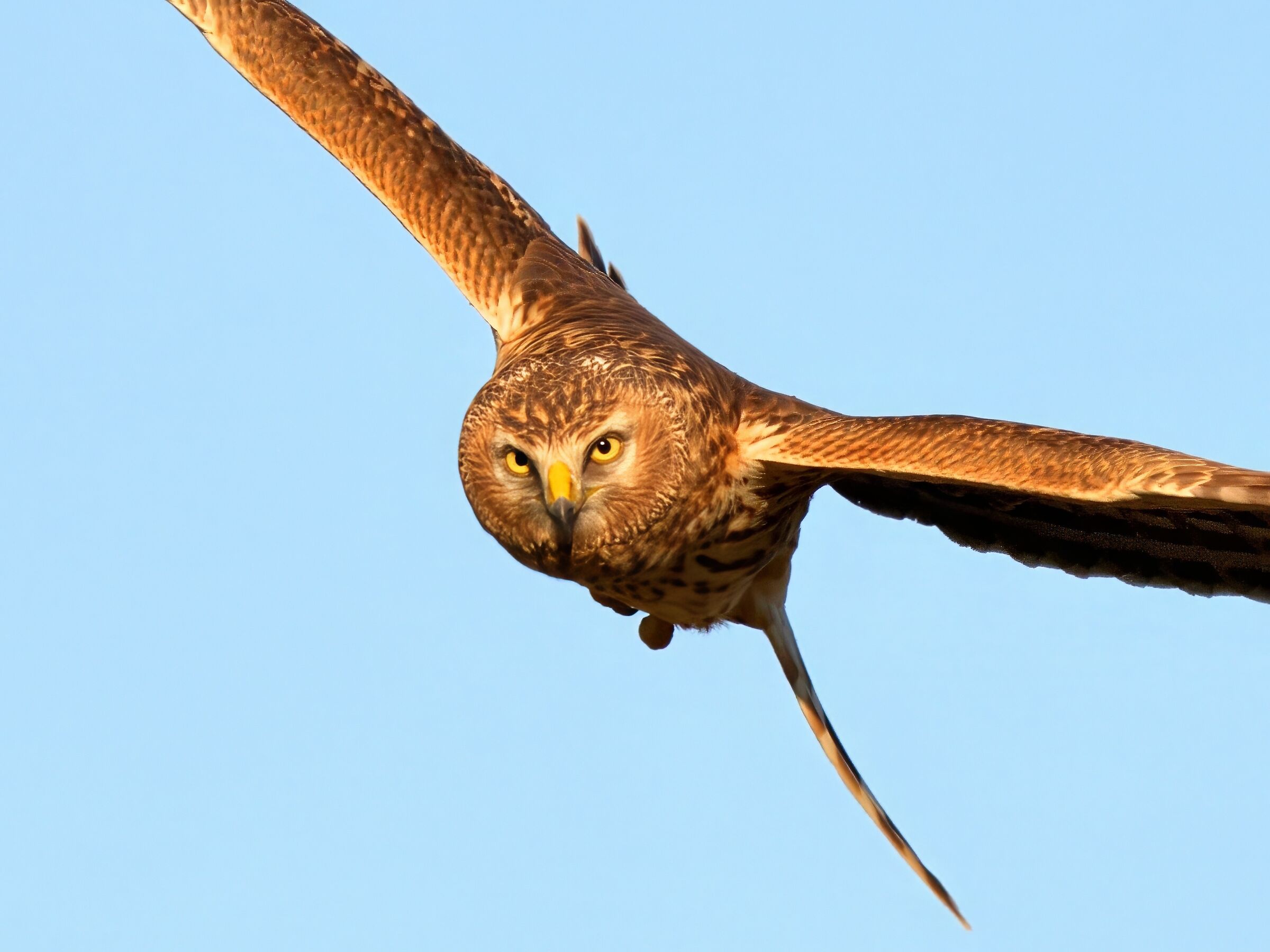 Face to face with the Hen Harrier