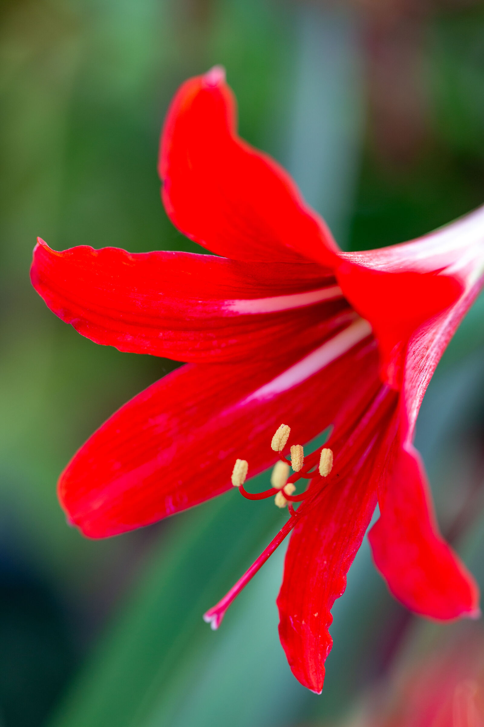 Rosso intenso