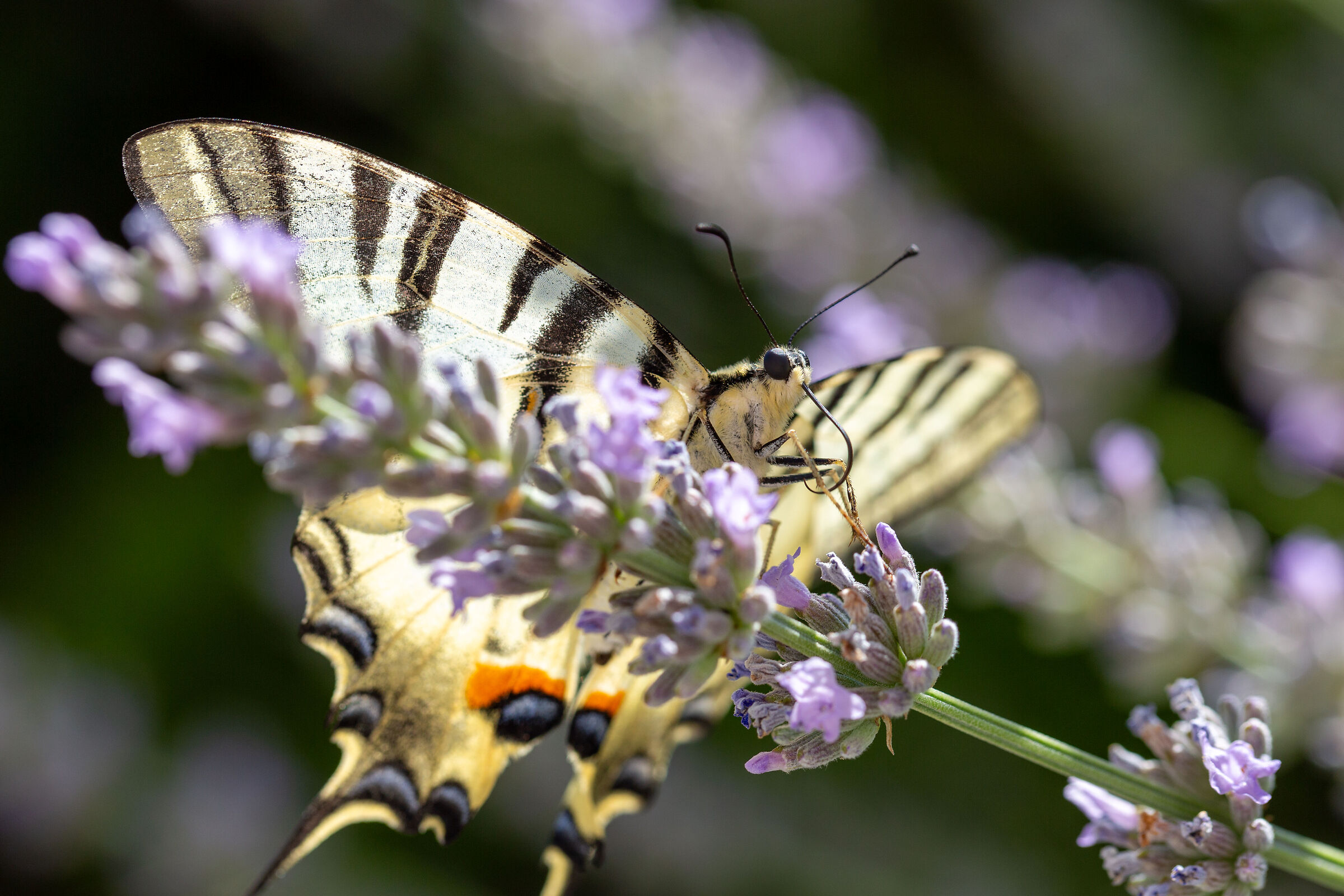 Farfalla Macaone su lavanda