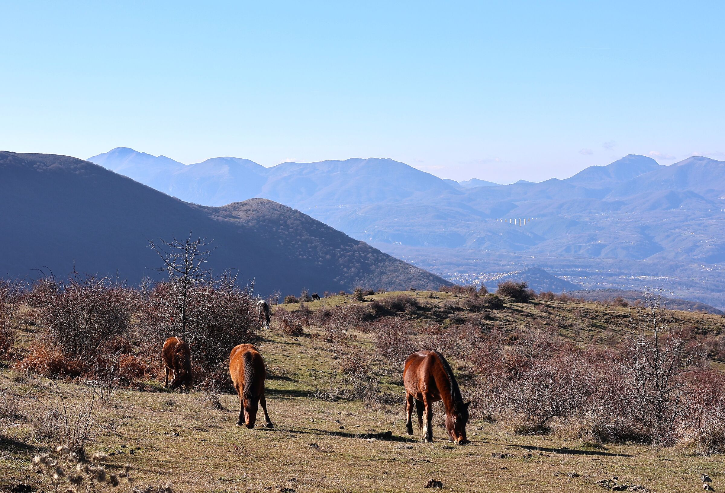 Pollino