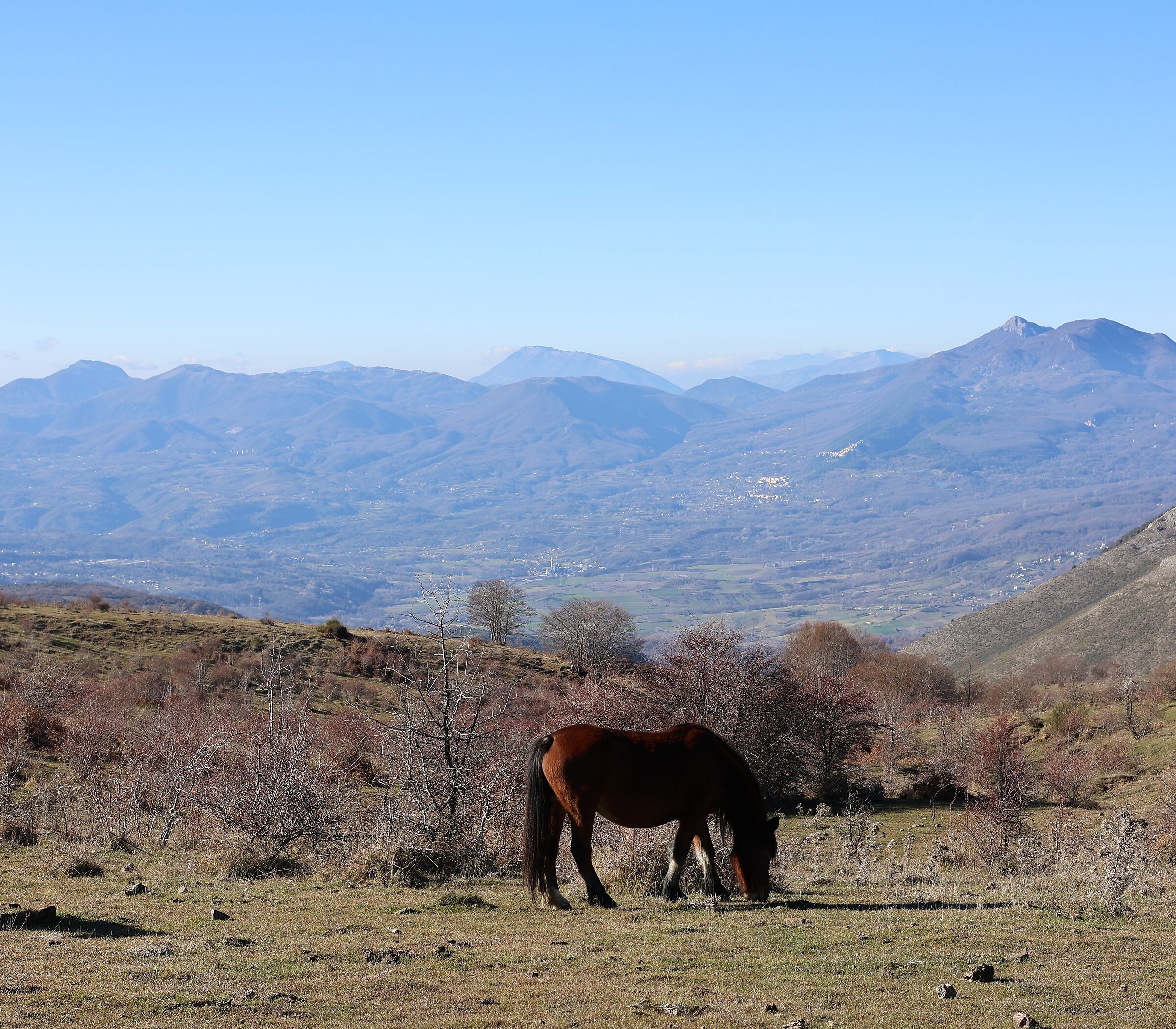 Pollino