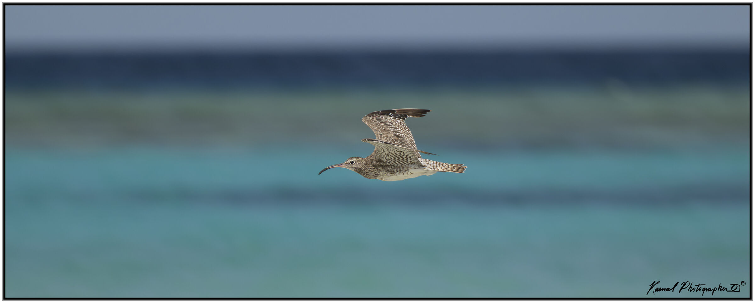 Lesser Curlew ( Numenius minutus)