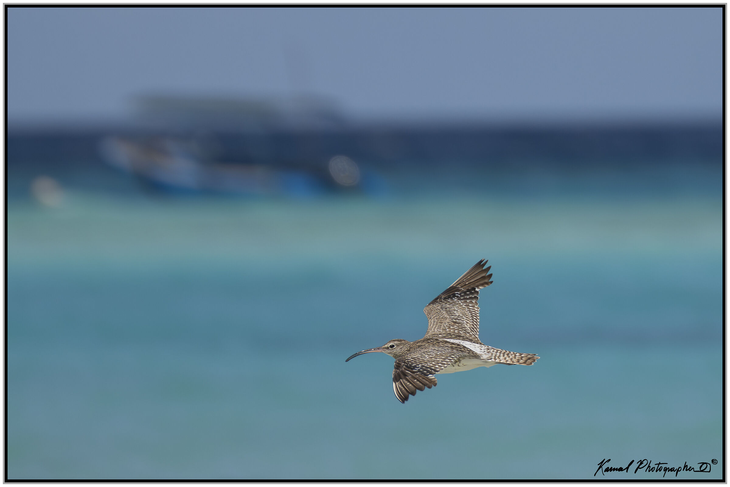 Lesser Curlew ( Numenius minutus)