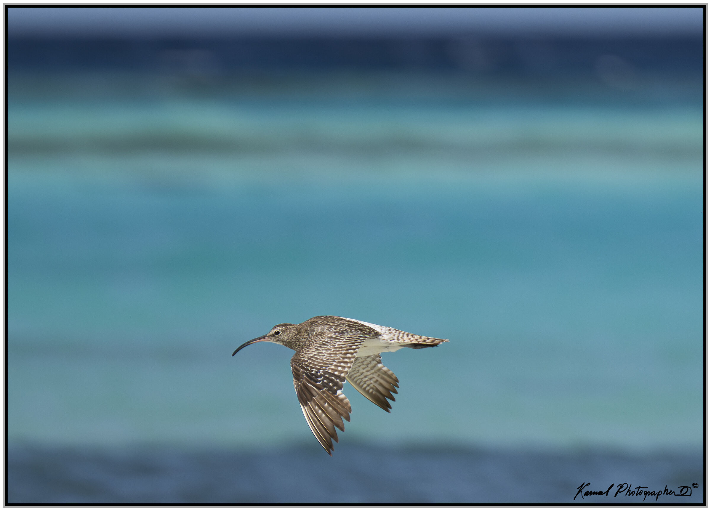 Lesser Curlew ( Numenius minutus)