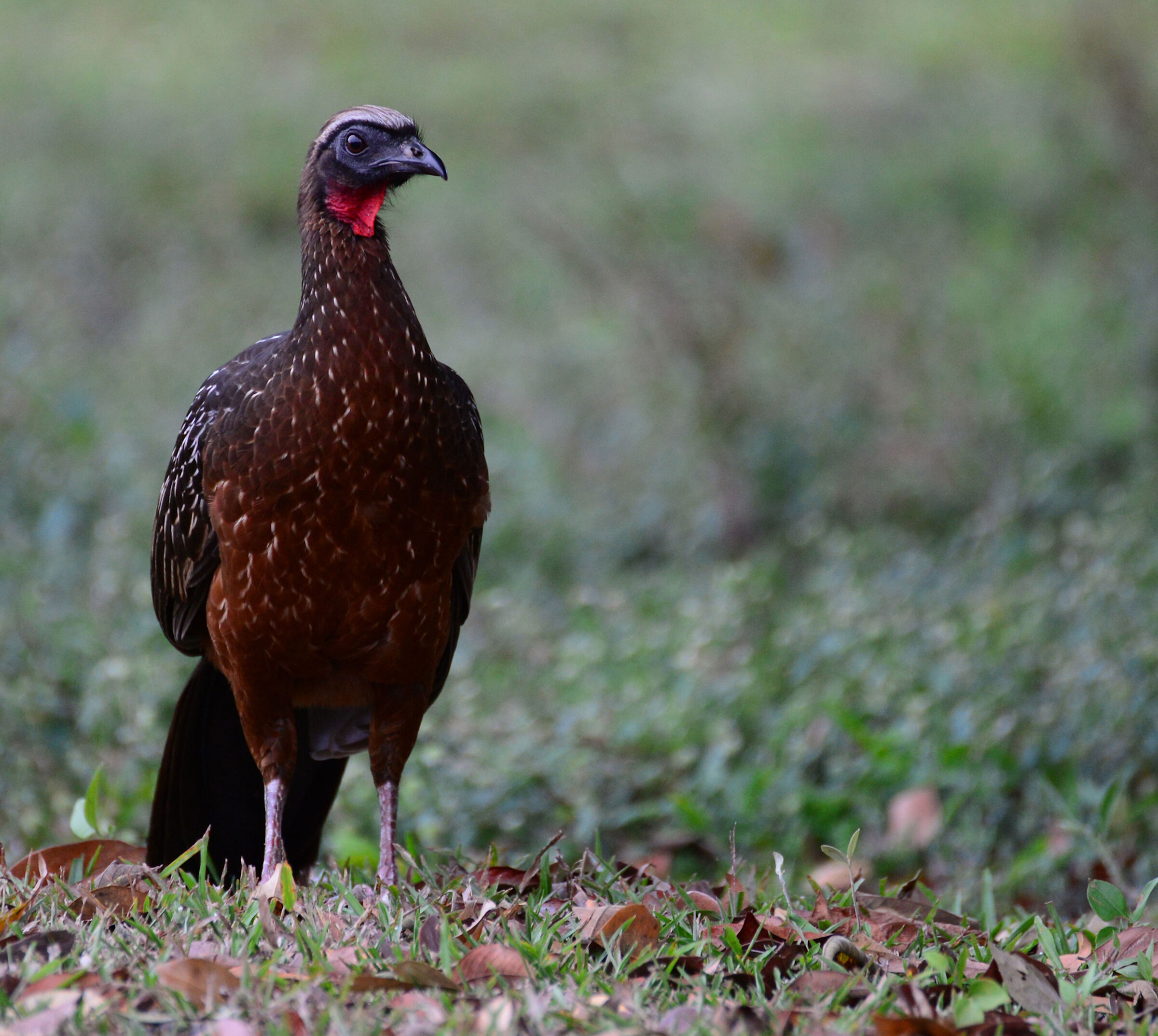 Guan marginato del Pantanal