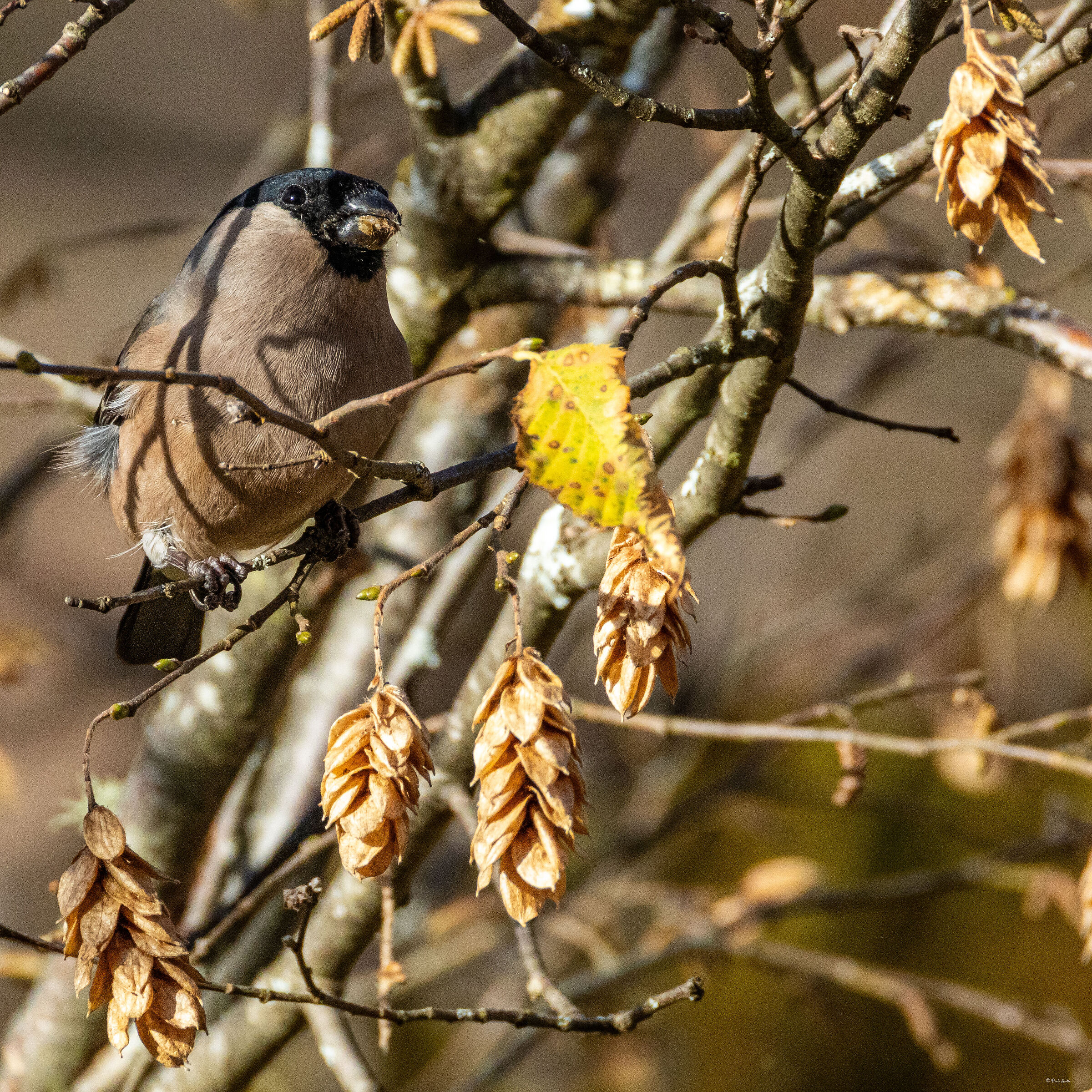 Female Bullfinch
