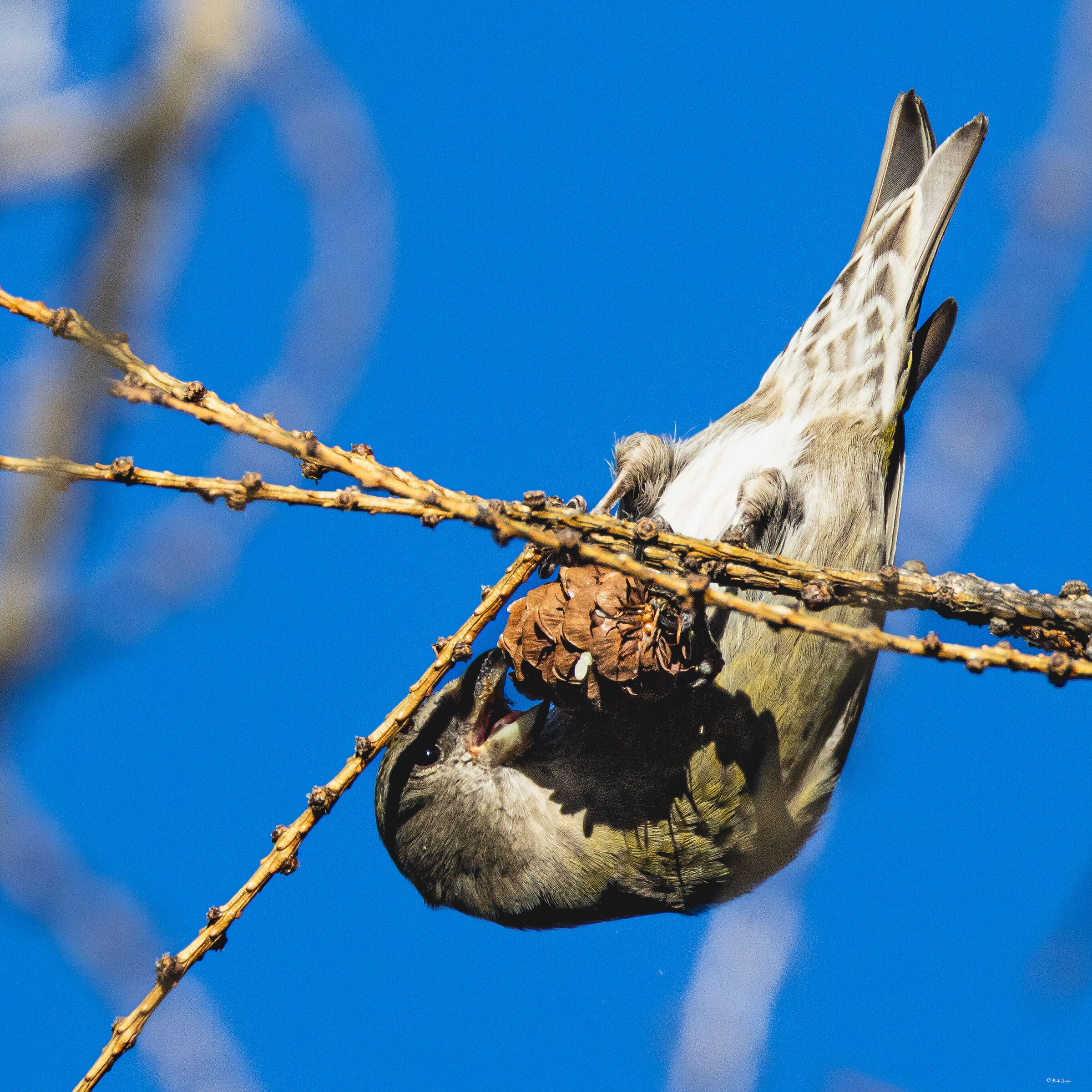 Female cross-sections