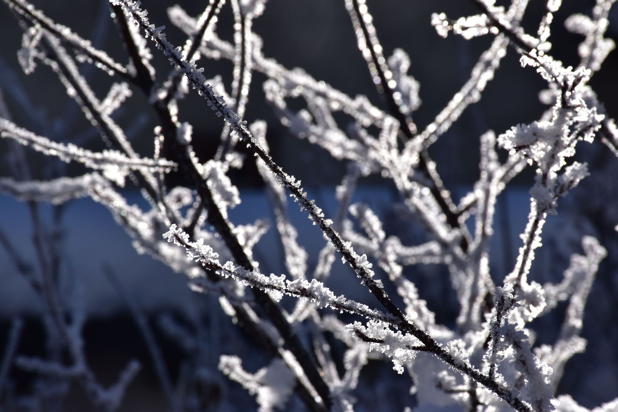 Ricami di...ghiaccio