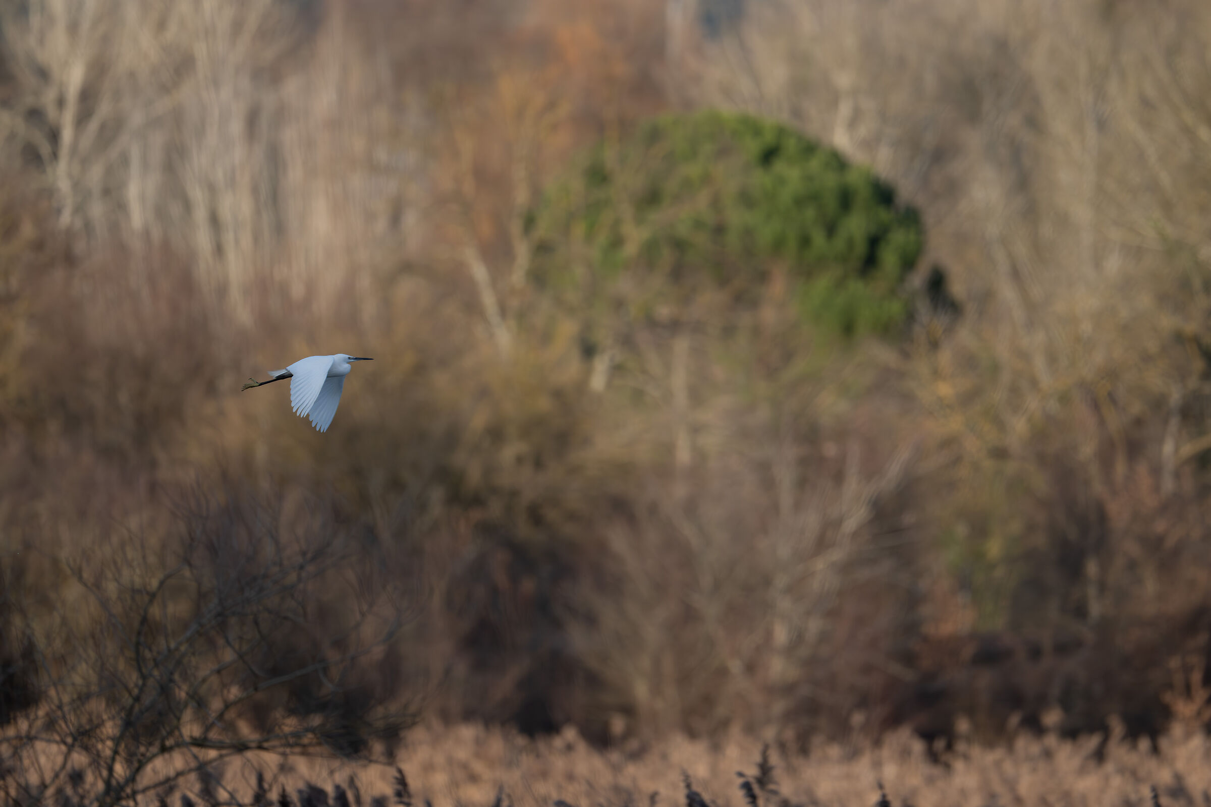 Little Egret