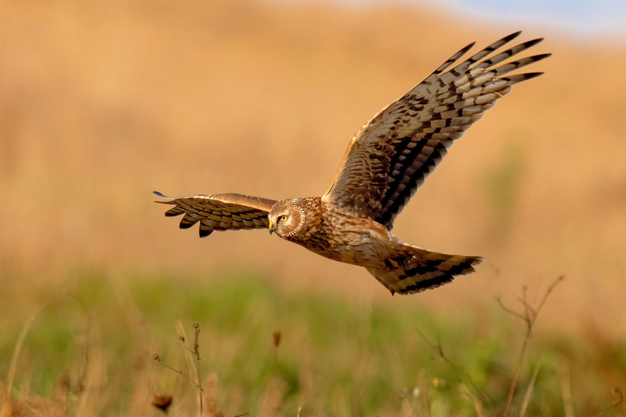 Hen Harrier (Circus cyaneus) female