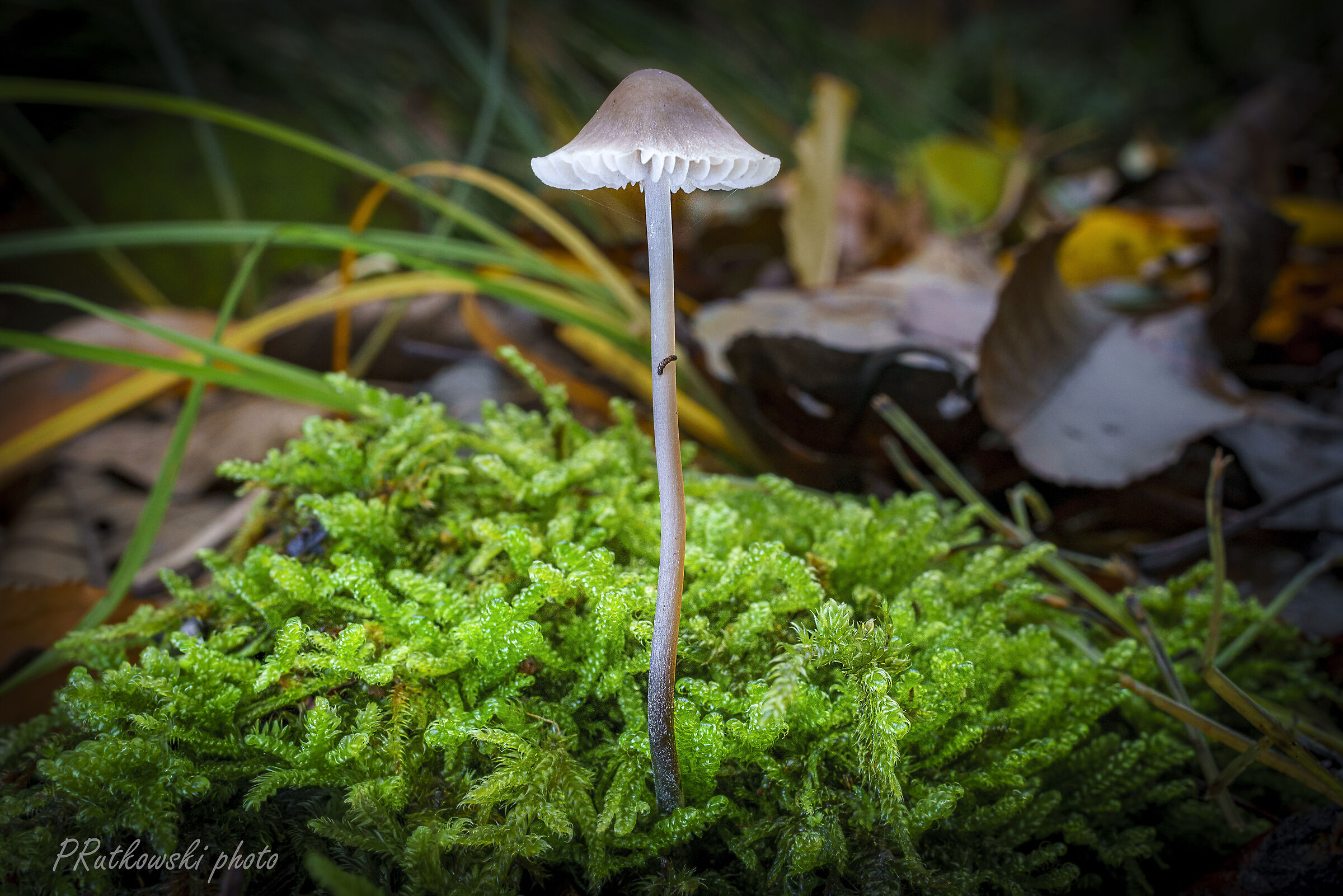 Samotny grzybek.