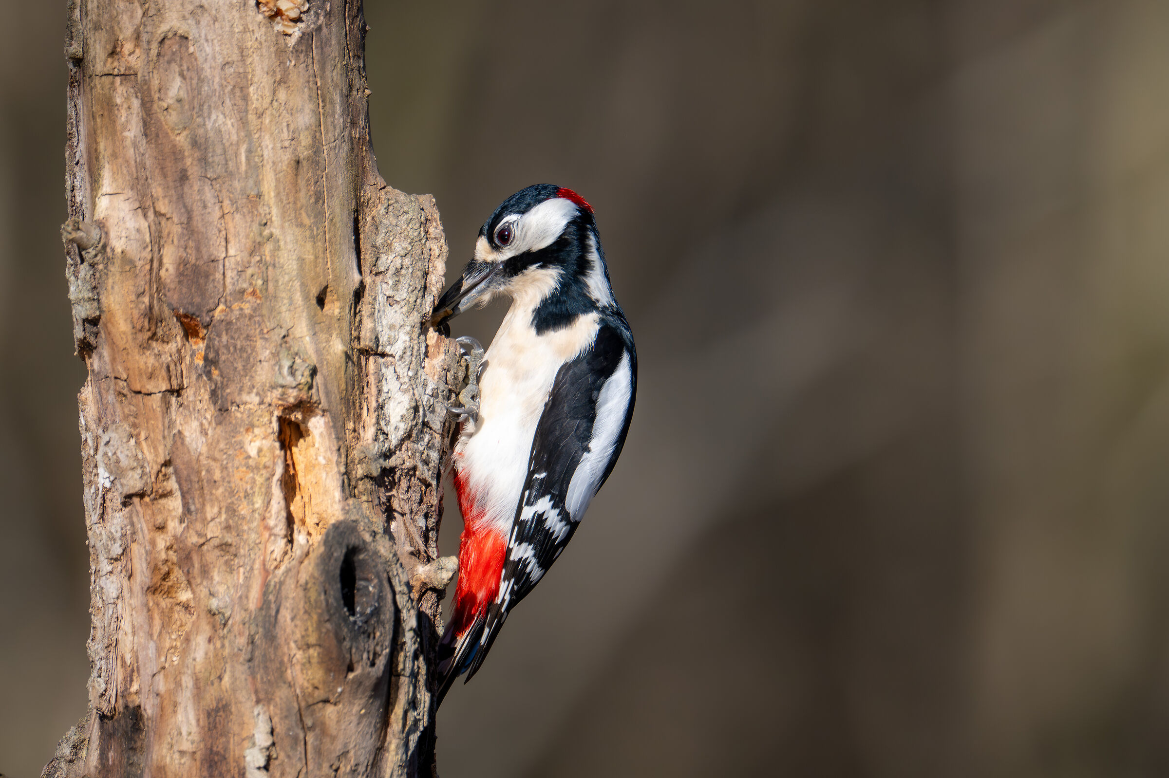 Great spotted woodpecker